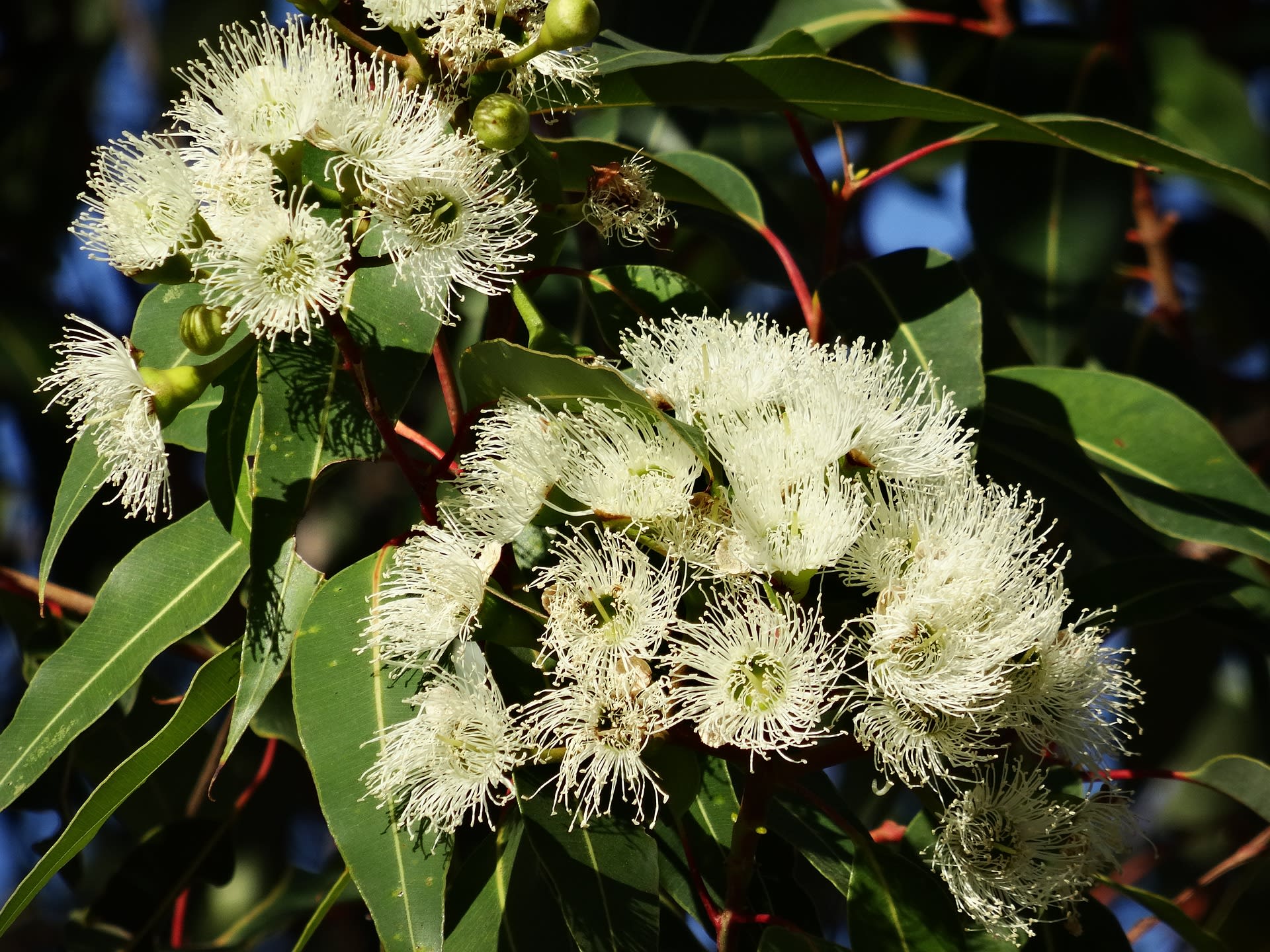 Kvetoucí eukalyptus