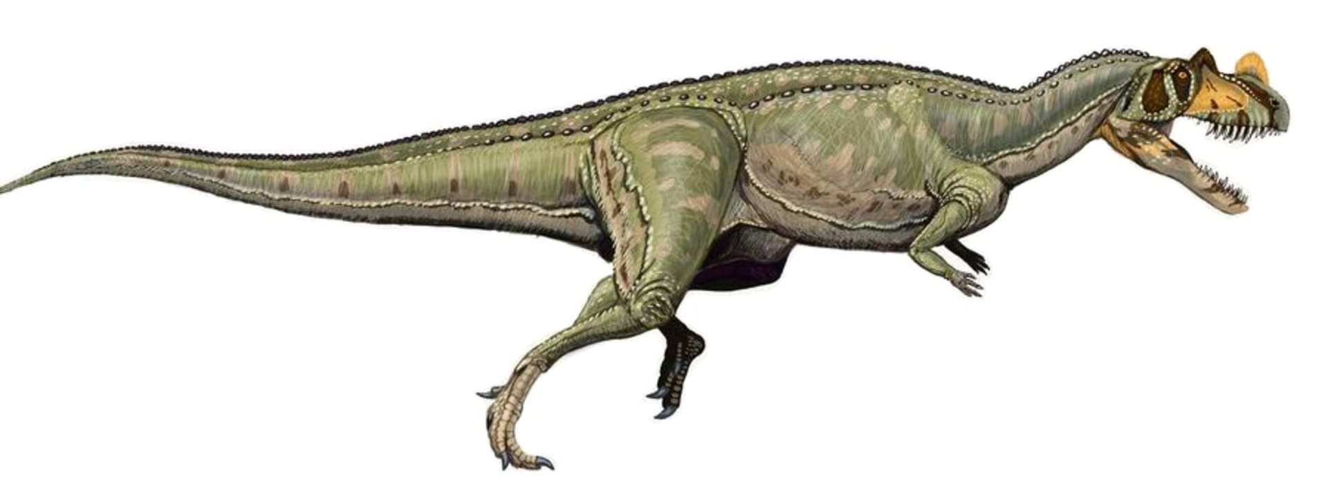 dinosaurus ze skupiny terapodů Ceratosaurus nasicornis - příbuzný nově objevenému druhu