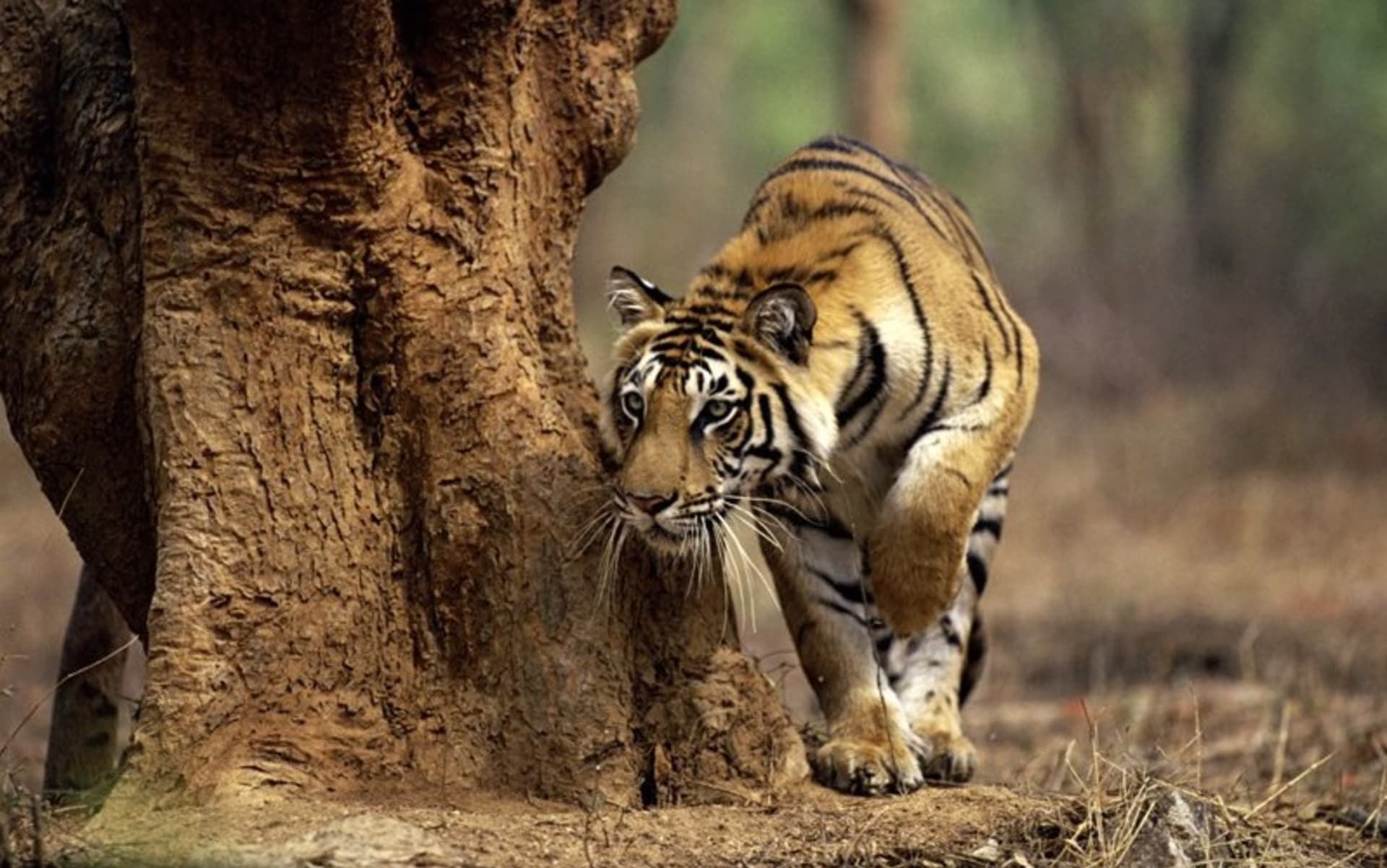 Lov 3 - Dokud kořist tygra vidí, k útoku dojít nemůže