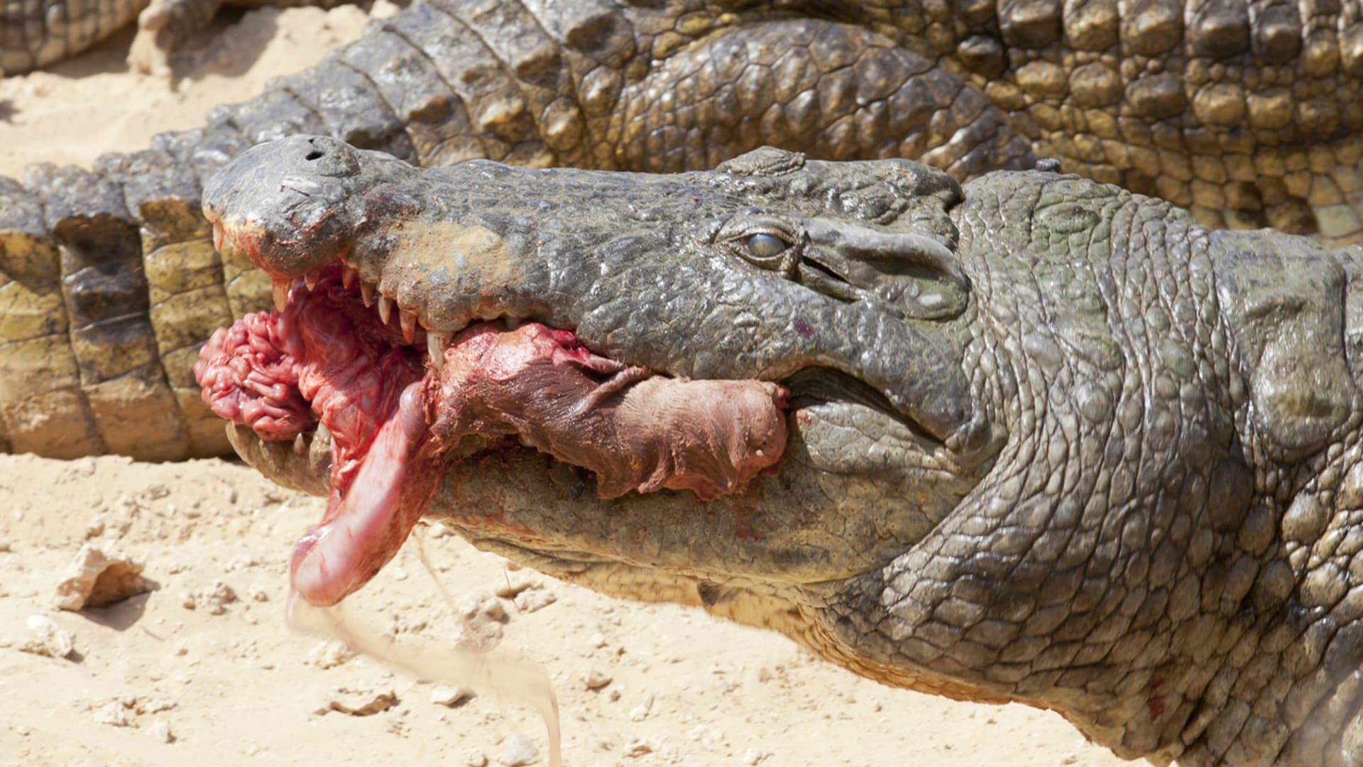 Krokodýli jsou v době hladu dravými bestiemi