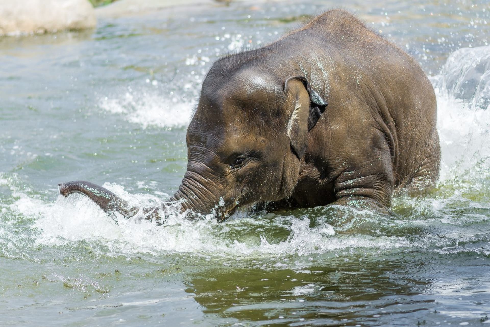 odní hrátky tunového mláděte slona indického Sity v Zoo Praha