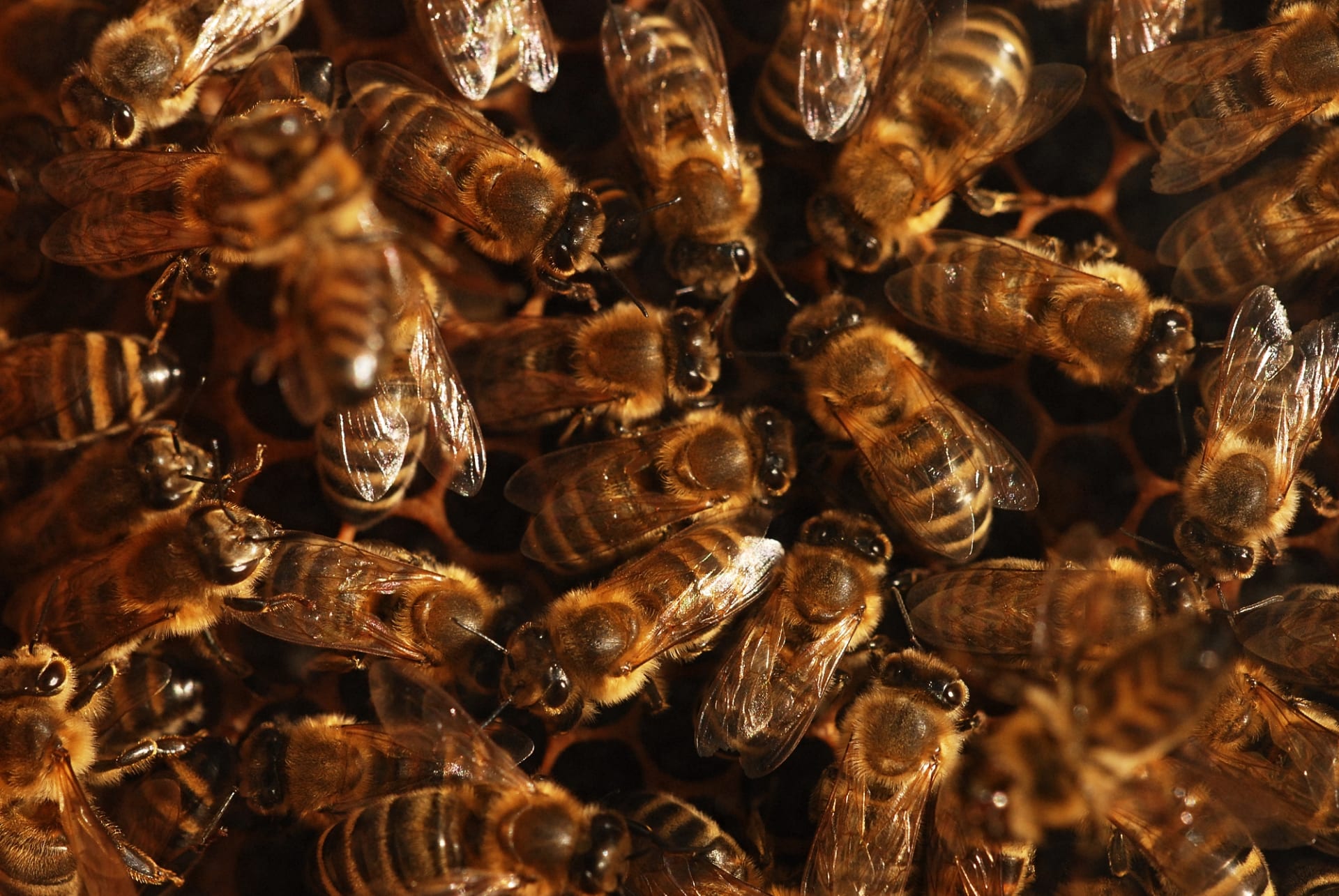 Včely medonosné  Apis melifera