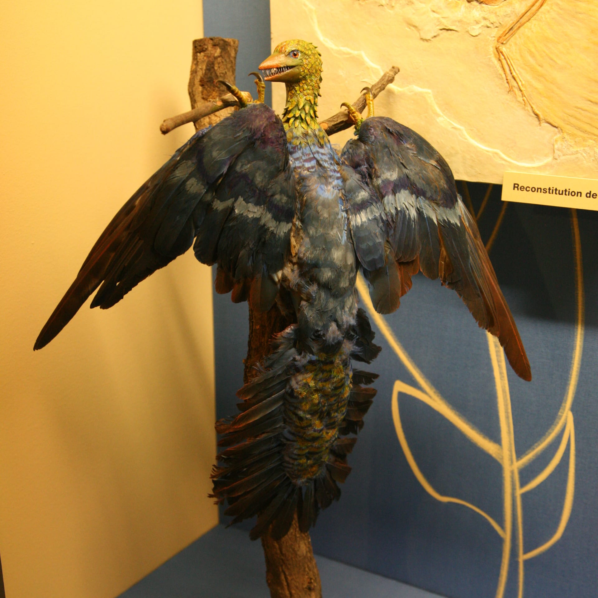 Model archeopteryxe