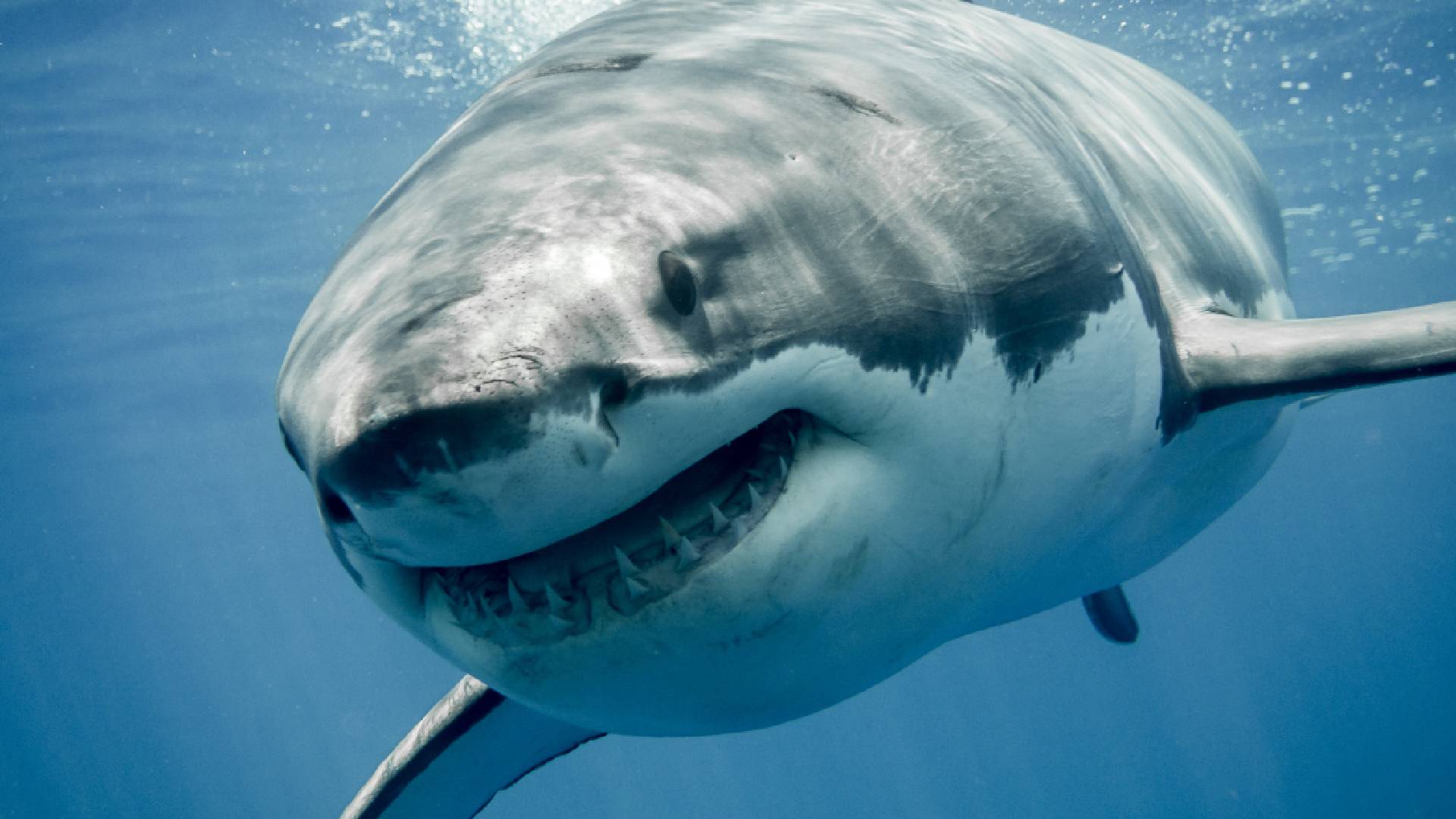Podle ochránců přírody jsou ročně kvůli skvalenu zabity tři miliony žraloků.
