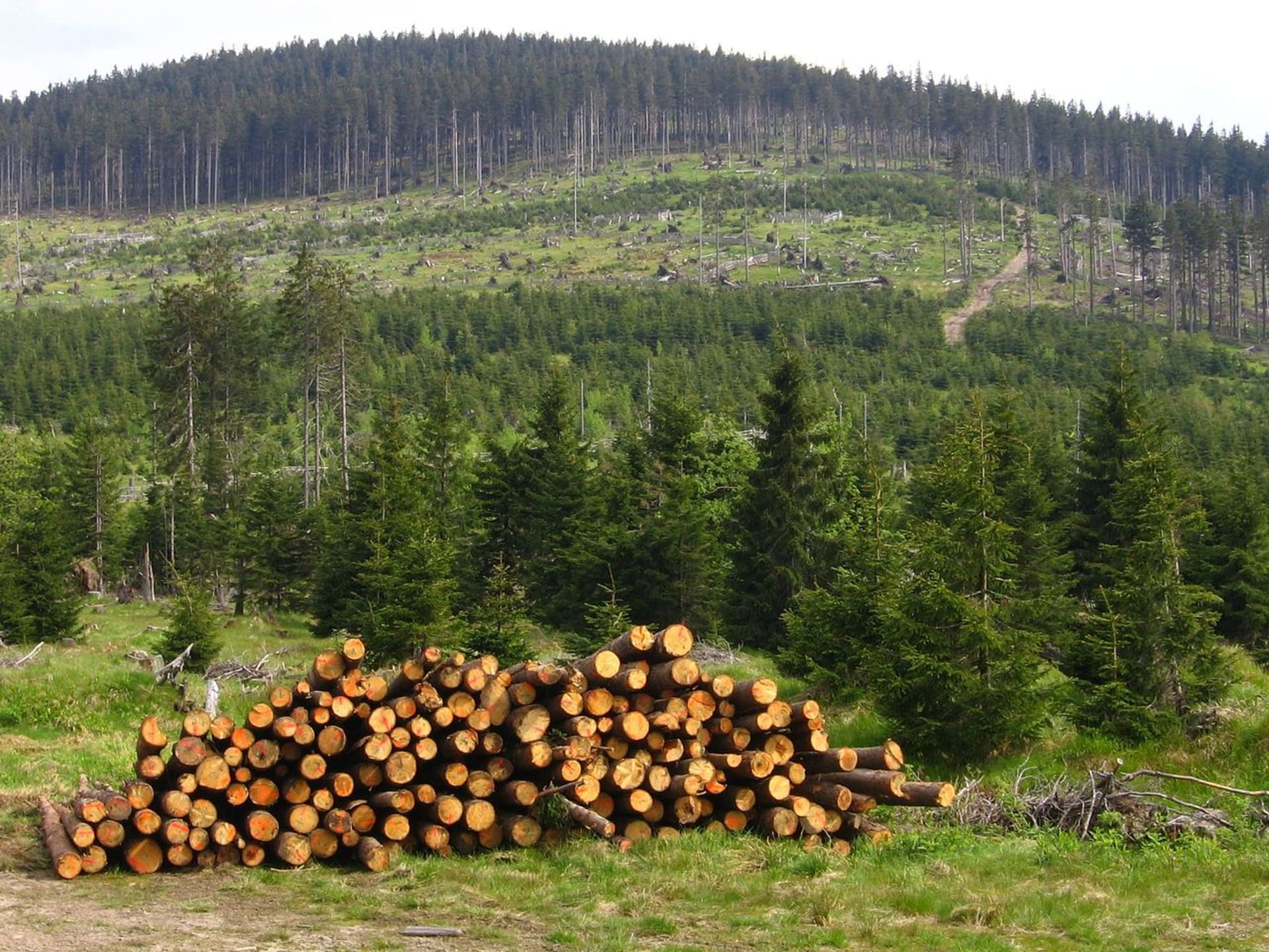 Zpracovávání šumavských stromů poškozených kůrovcem