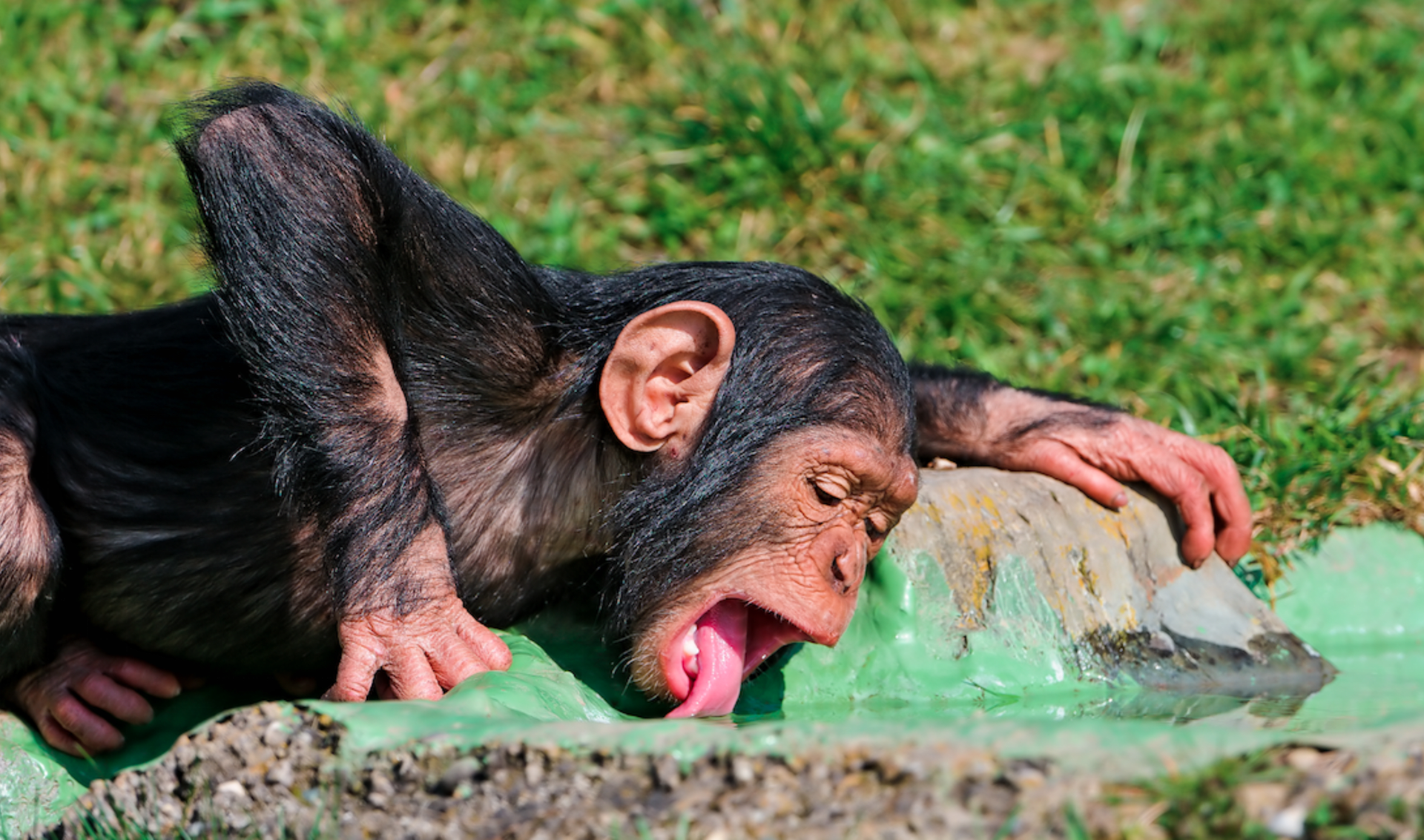 Popíjející šimpanz