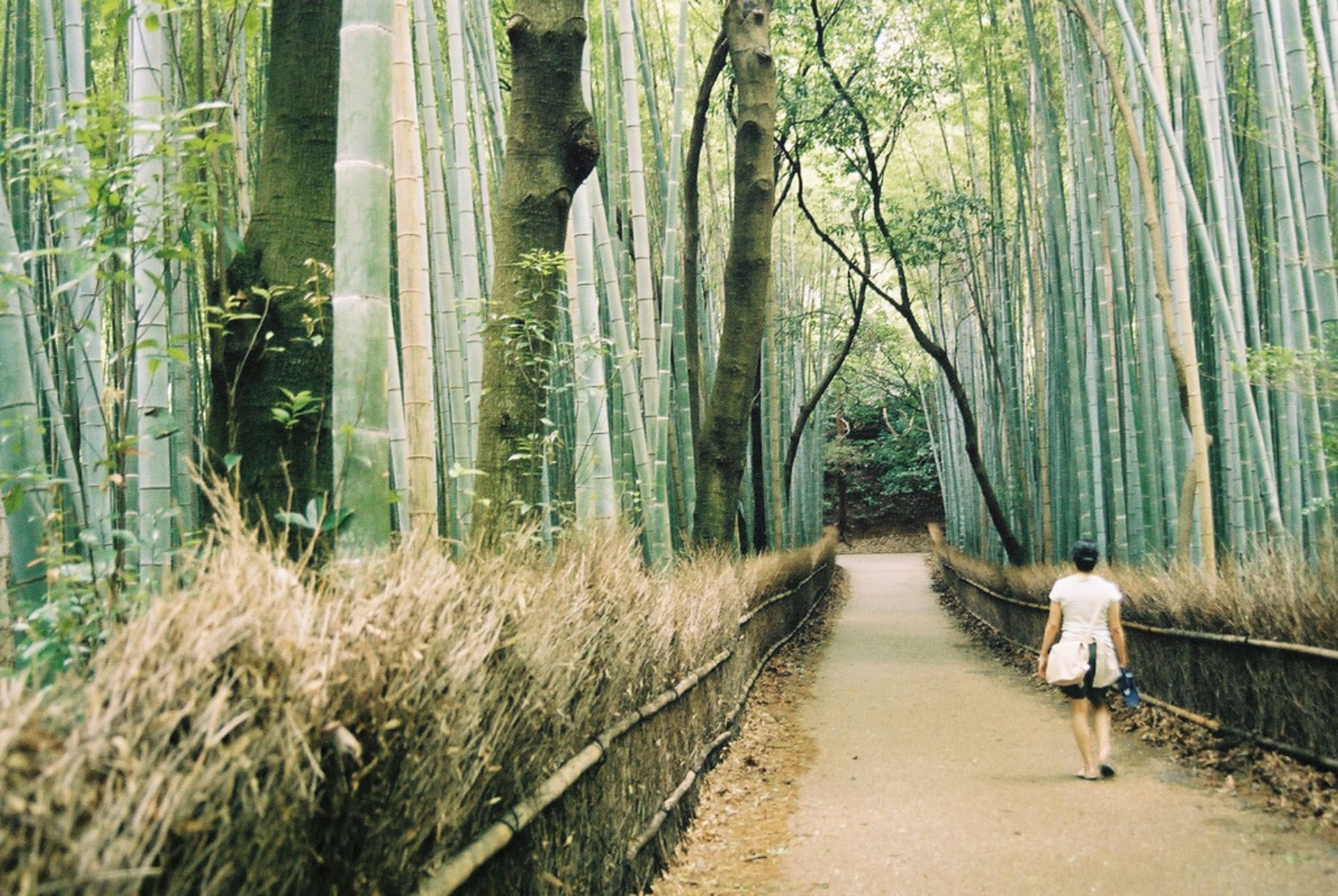 bambusový les - exotická lesní procházka