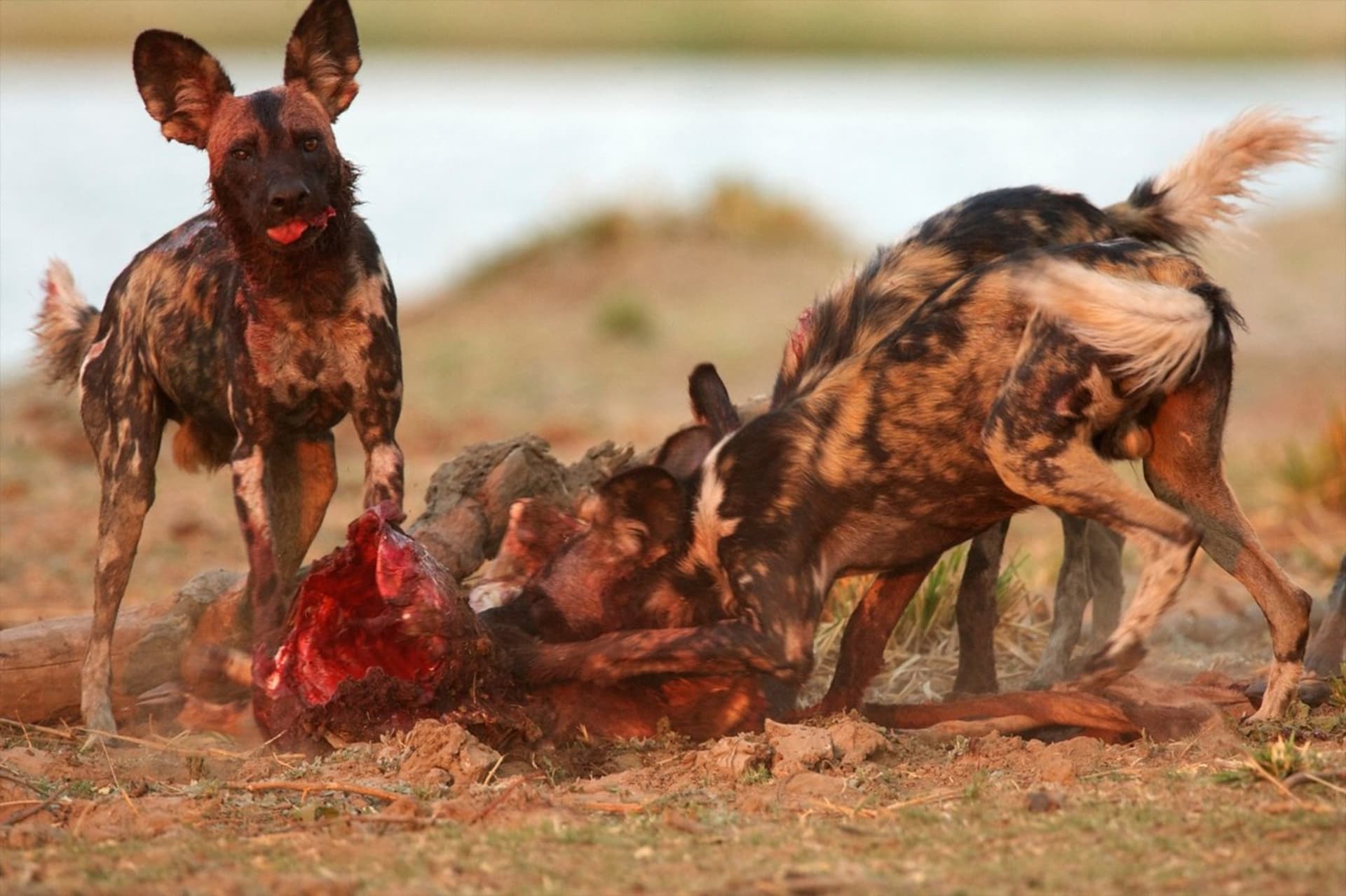 Psi hyenovití požírají mrtvolu