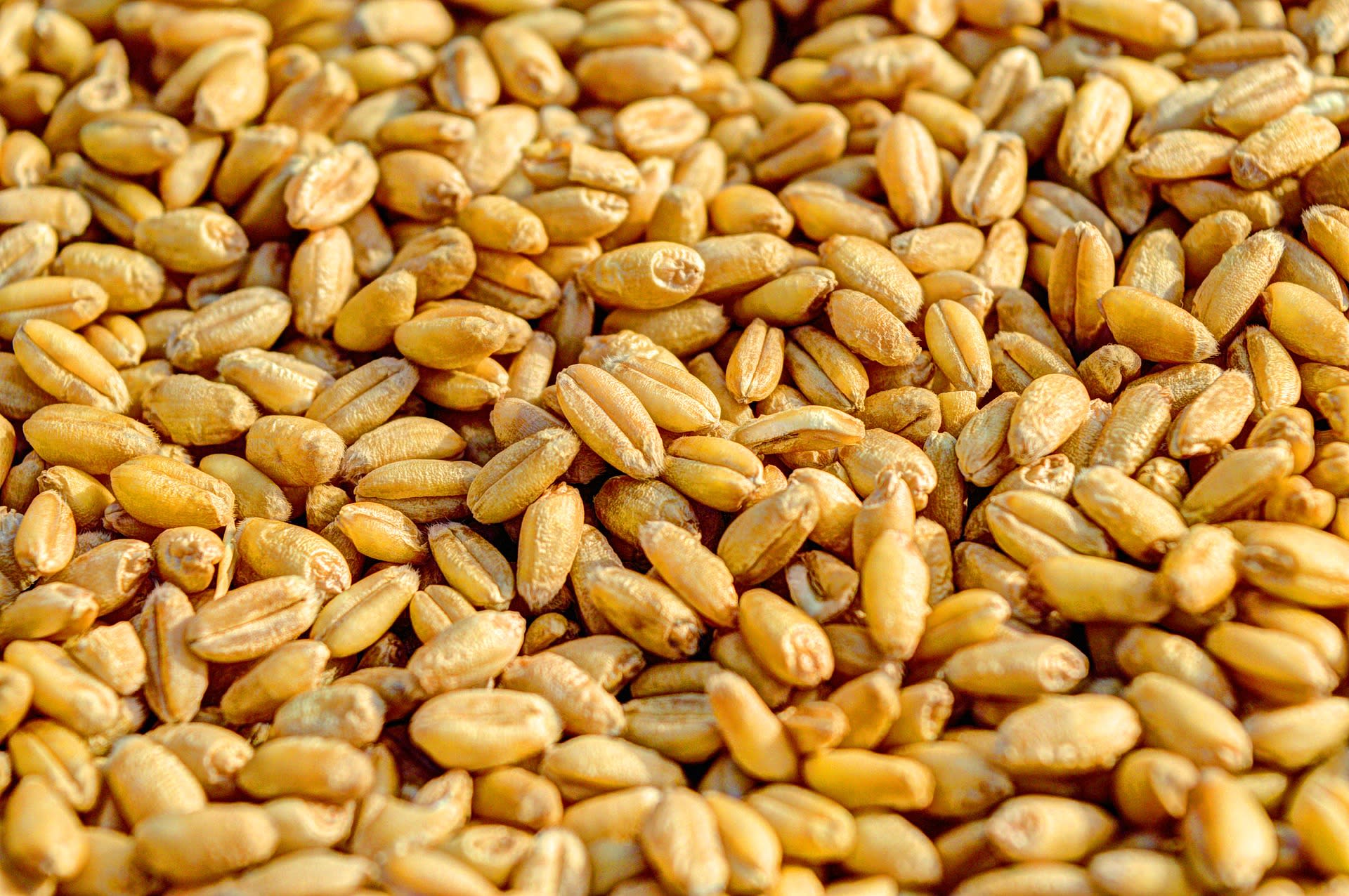Na pšenici se objevují různé alergie.