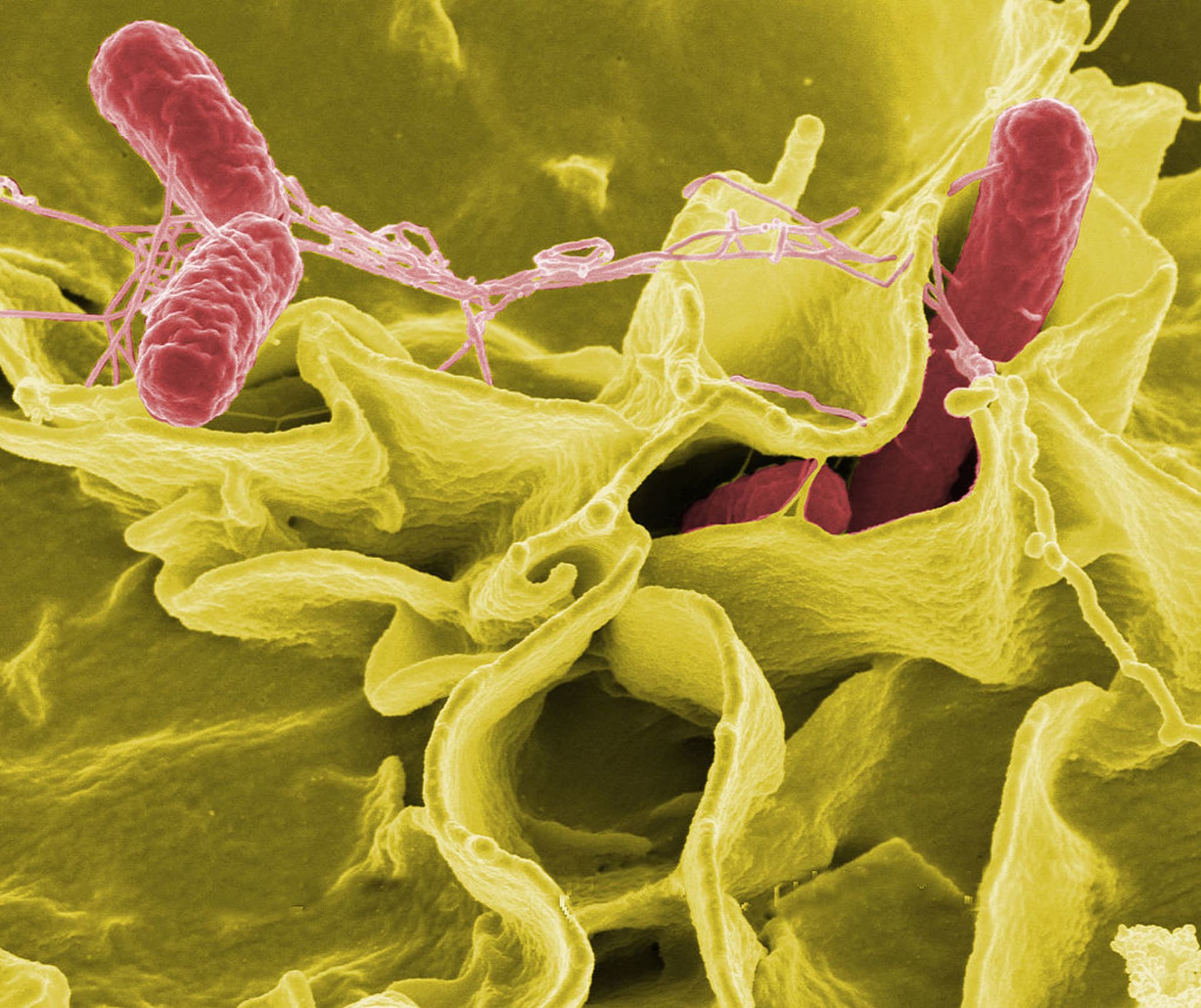 Bakterie Salmonella typhimurium (červeně) pod elektronovým mikroskopem