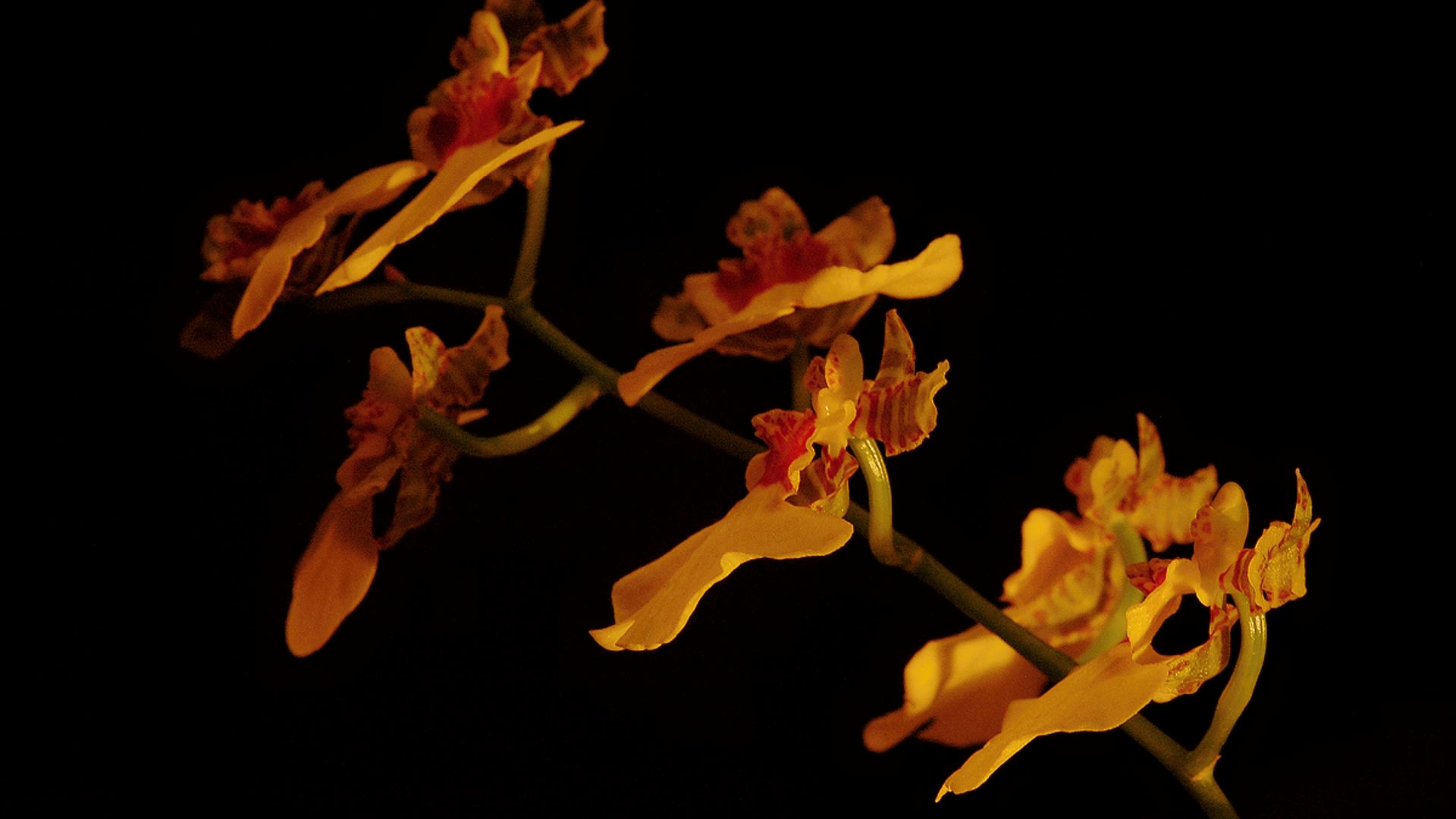 Orchidea rodu Oncidium - ty měl B. Roezl zvlášť v oblibě