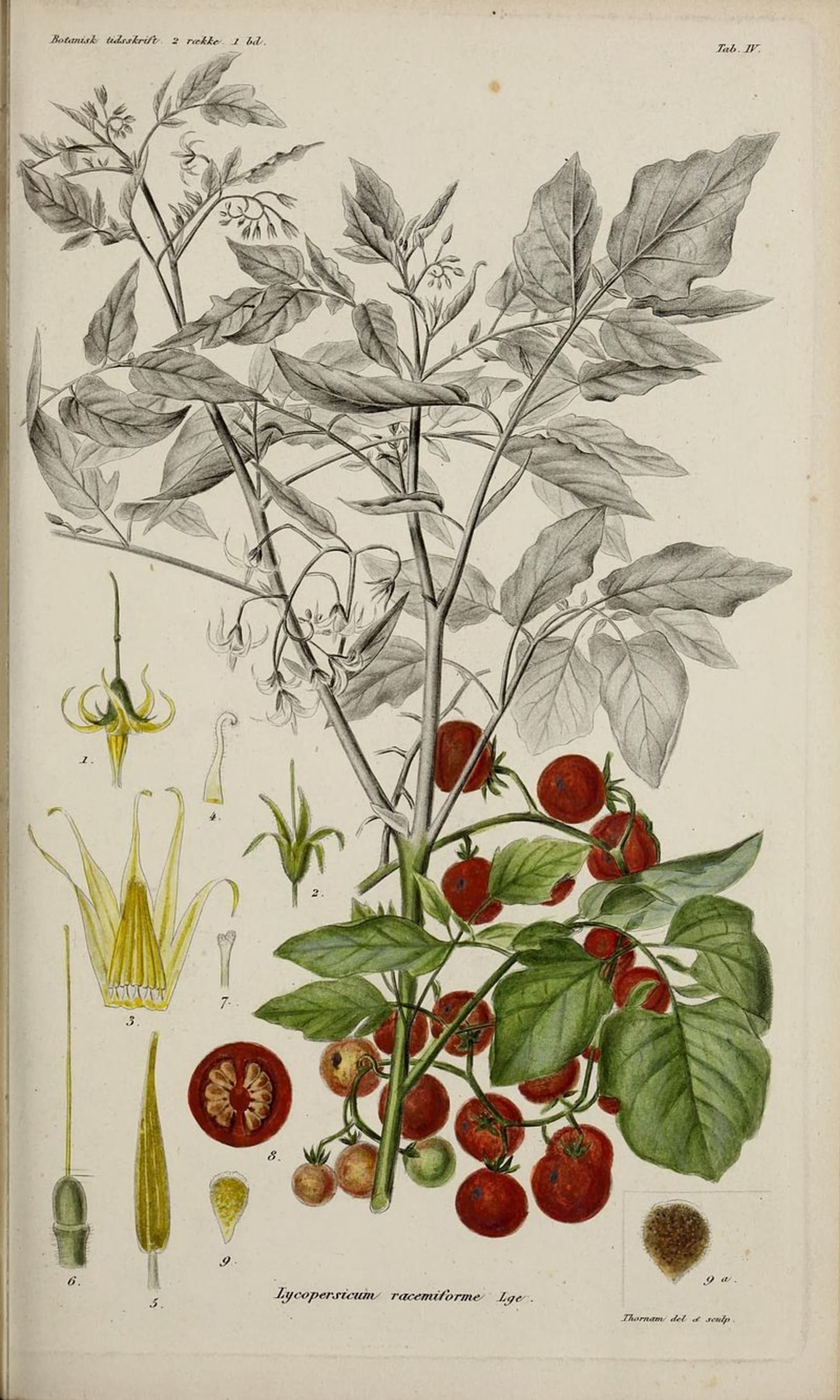 Divoký druh rajčete Solanum pimpinellifolium