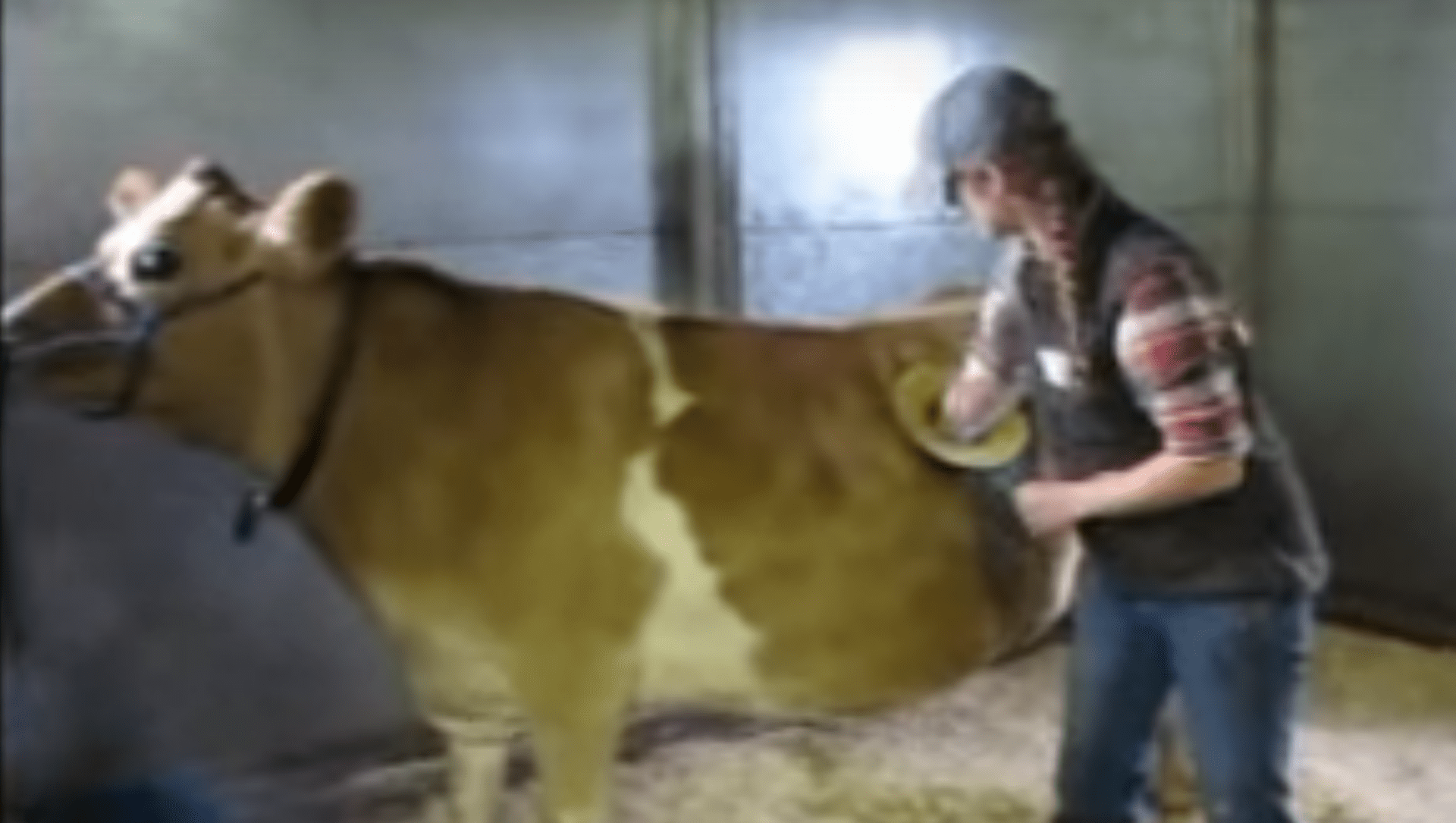 Kanylovaná kráva - poněkud drsná metoda jak zjistit, co žere