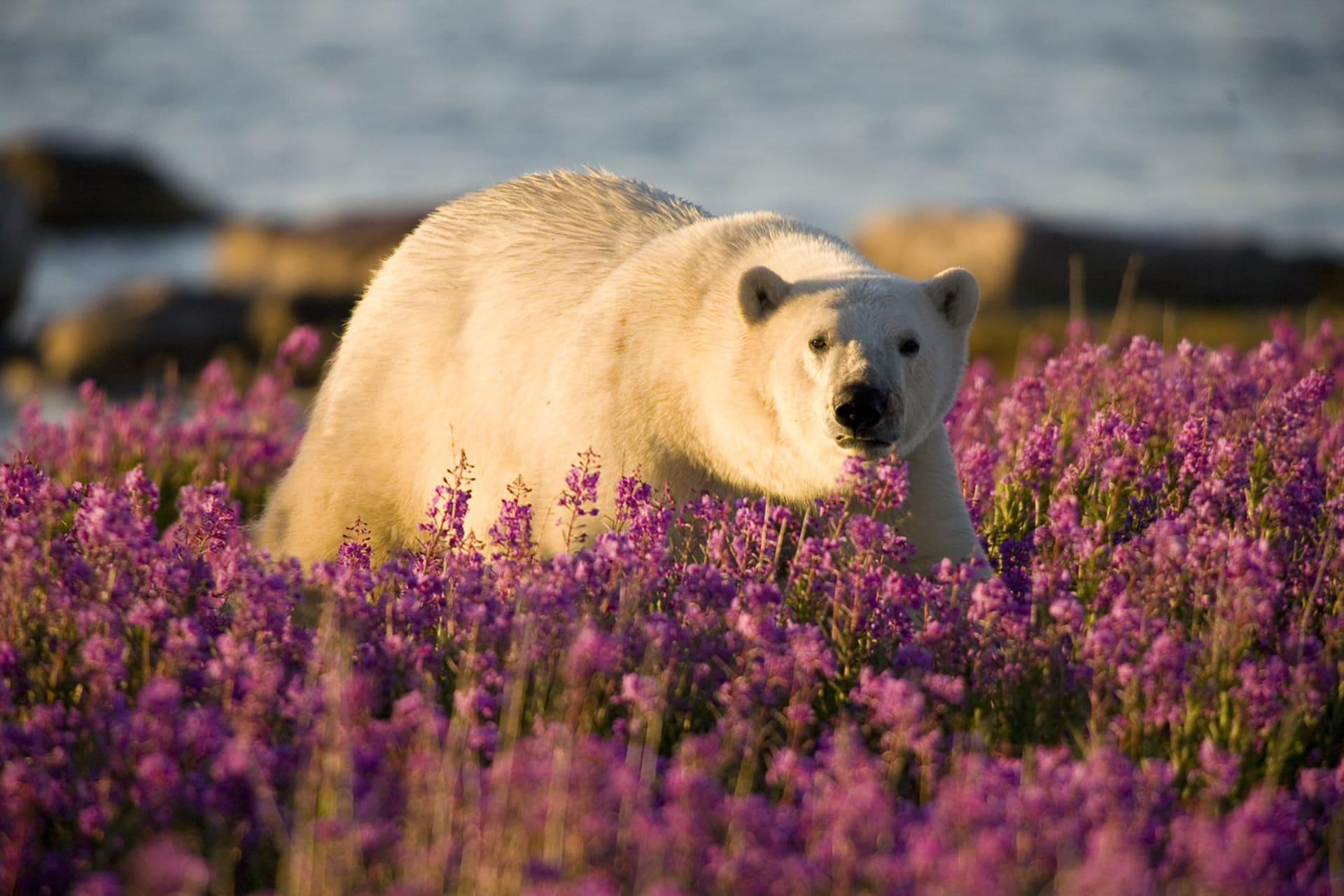 Léto ledních medvědů 1