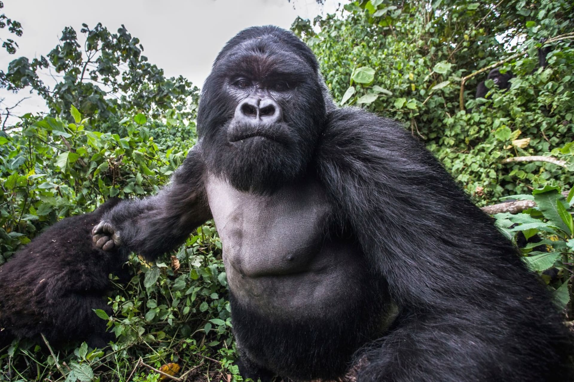 Tváří v tvář rozlobené gorile - Obrázek 1