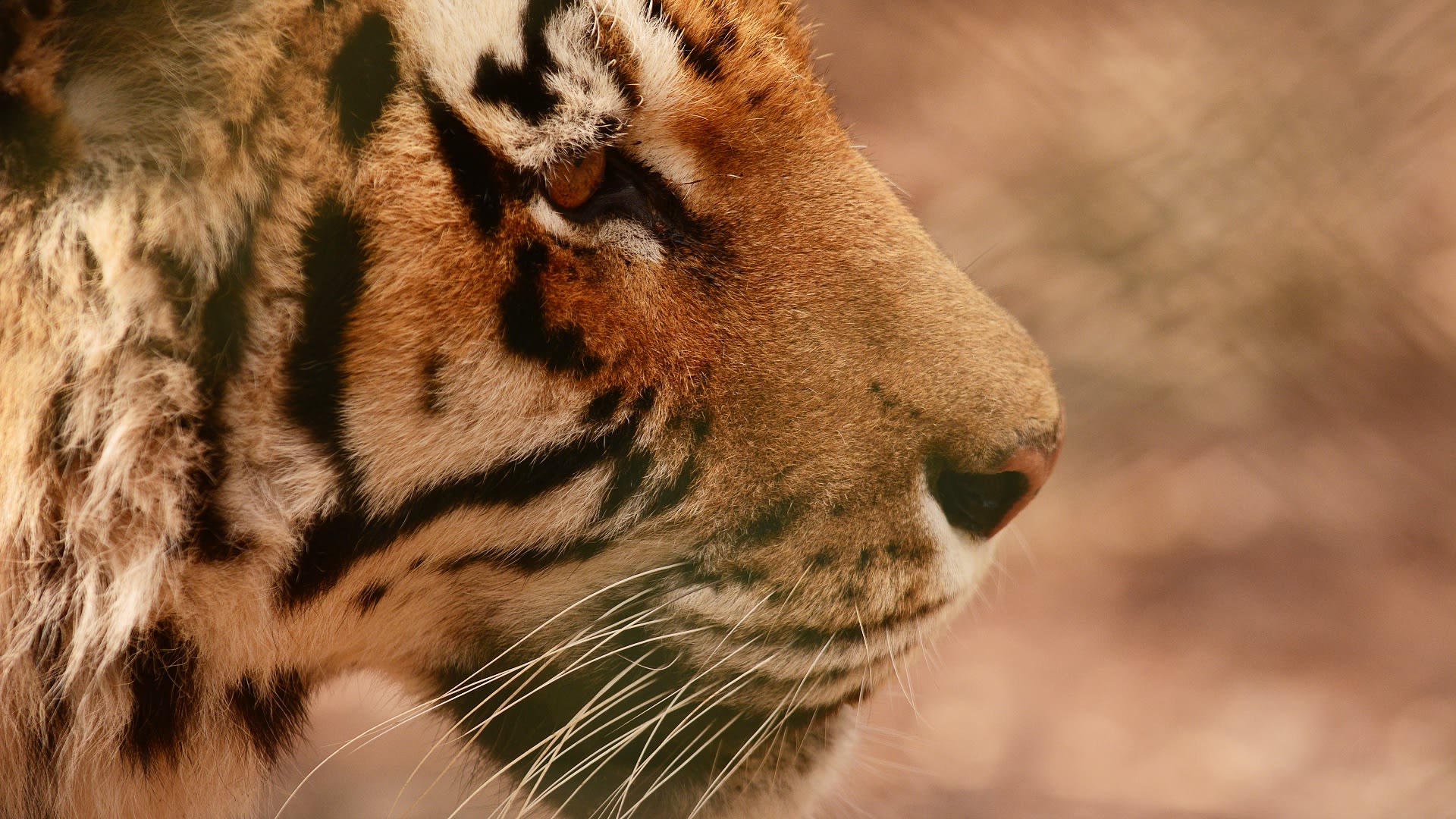 Tygr ussurijský - dospělá samice