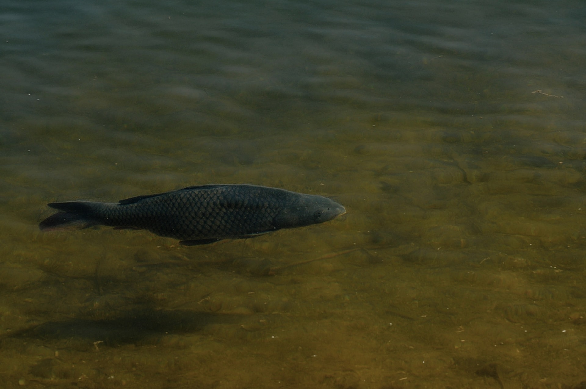 Kapr ve volné vodě - jedna z nejčastějších lovených ryb