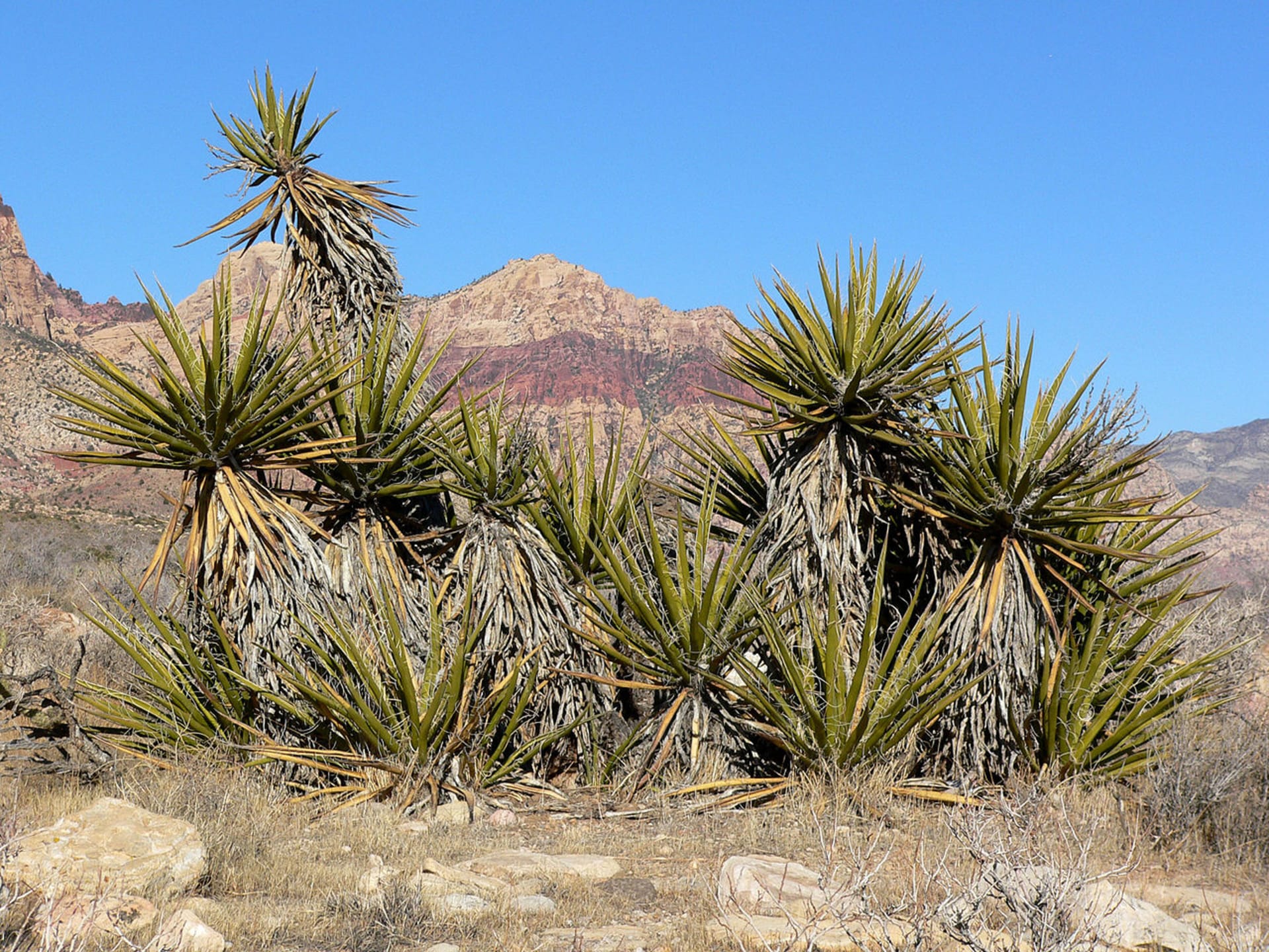 Yucca schidigera - druh popsaný B. Roezlem