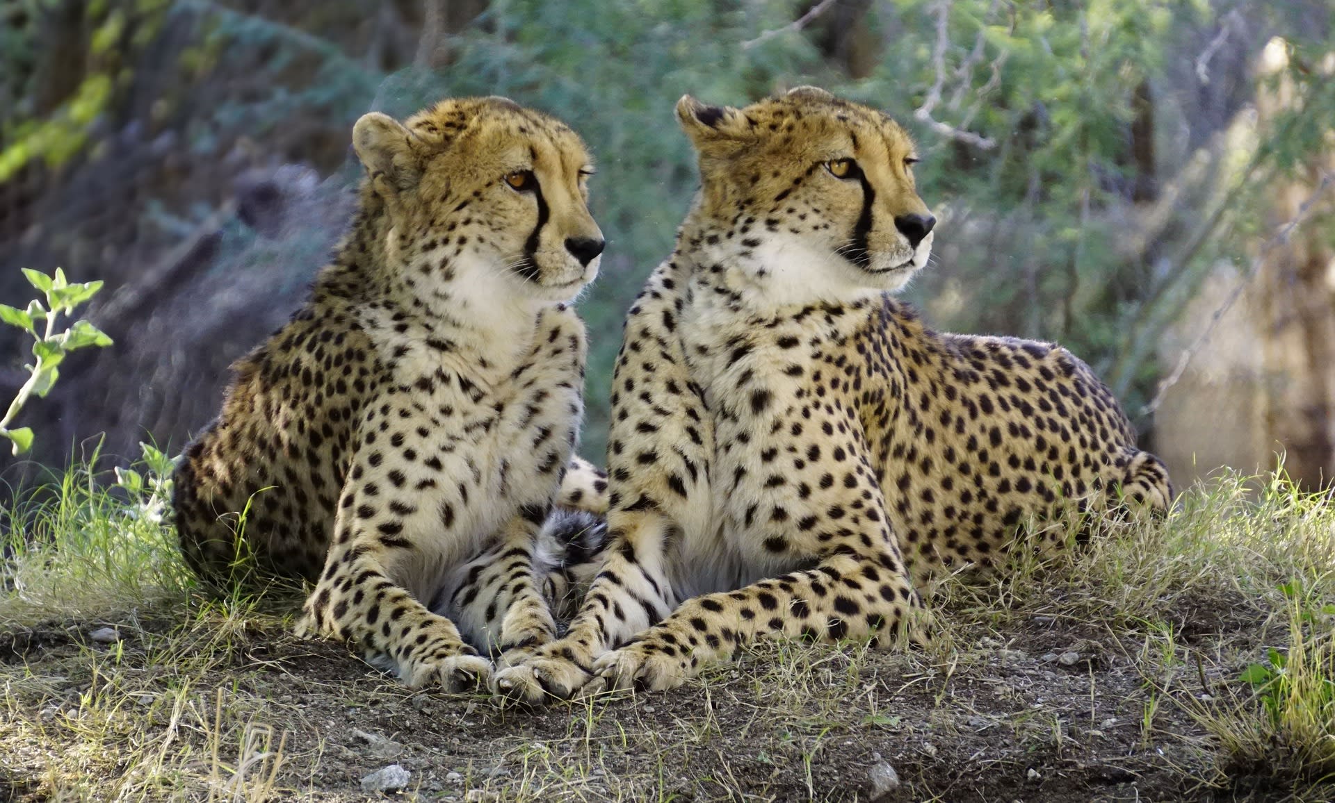 Gepardí sourozenci