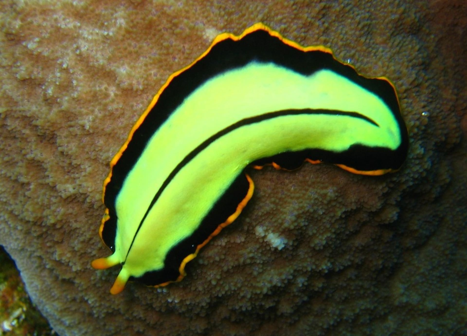 Ploštěnec druhu Pseudoceros dimidiatus