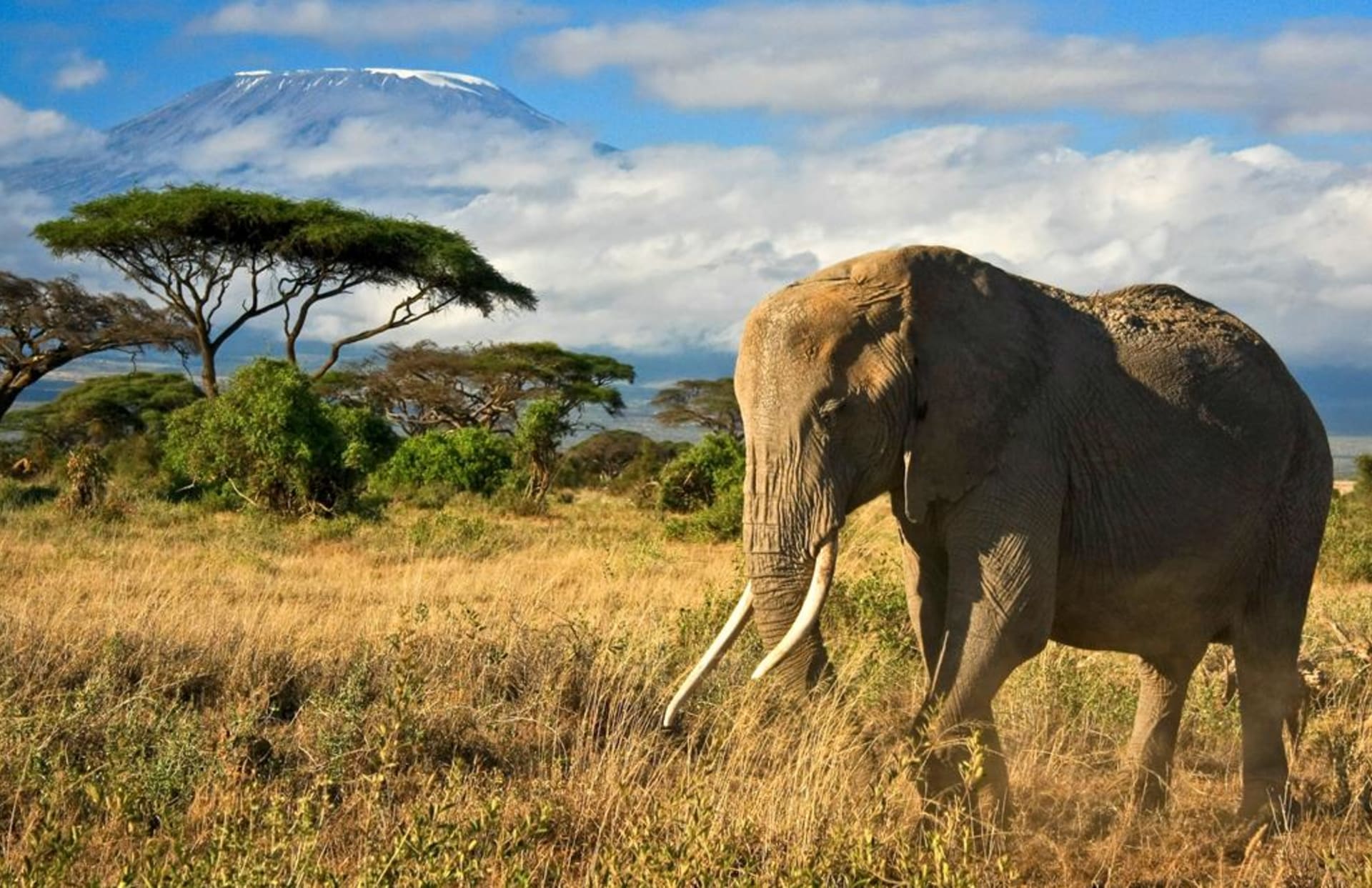 Amboseli_největší lákadlo jsou zde sloni