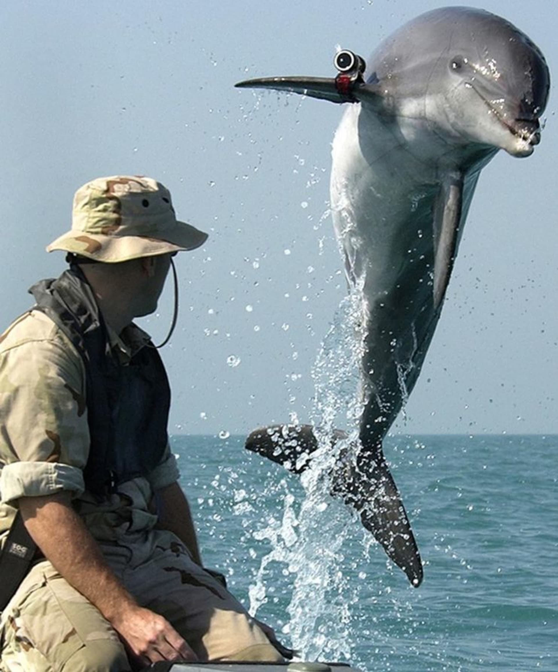 Delfíni a lachtani ve službách vojáků - Obrázek 1