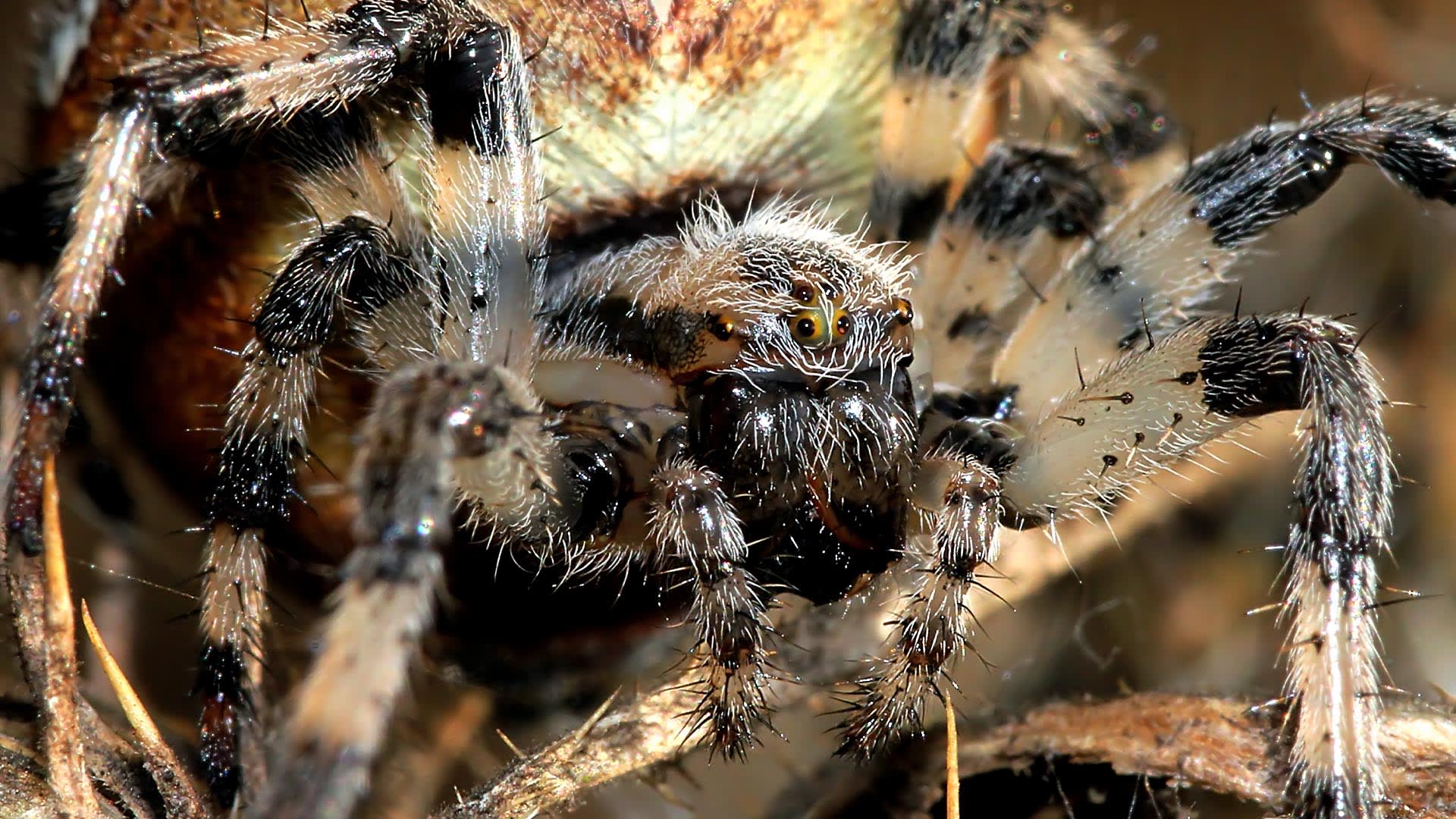 Strach z pavouků patří mezi nejrozšířenější fobie