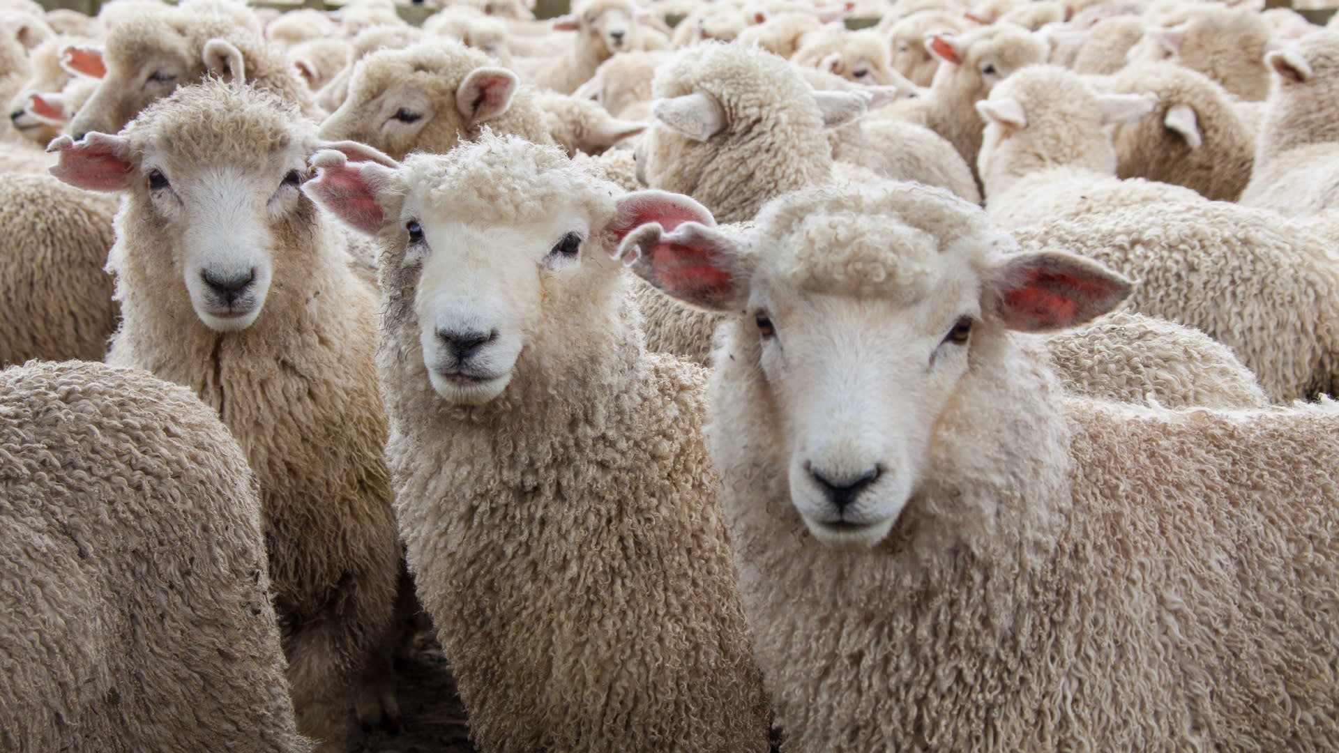 Roztomilé ovce mohou souviset s rozvojem roztroušené sklerózy.