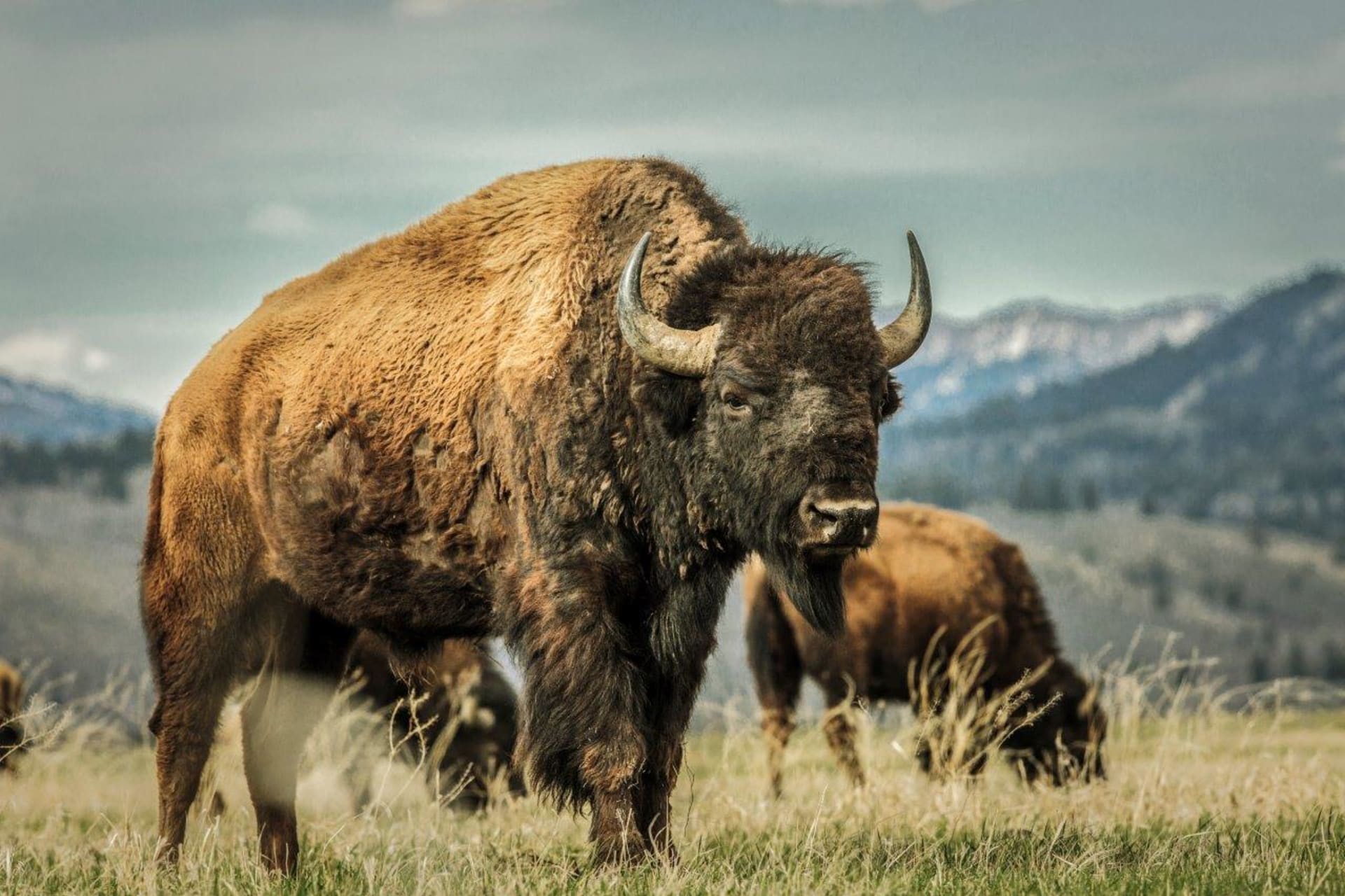 Zastřelené bizony musí lovci přímo na místě vyvrhnout jen s pomocí svého podpůrného týmu