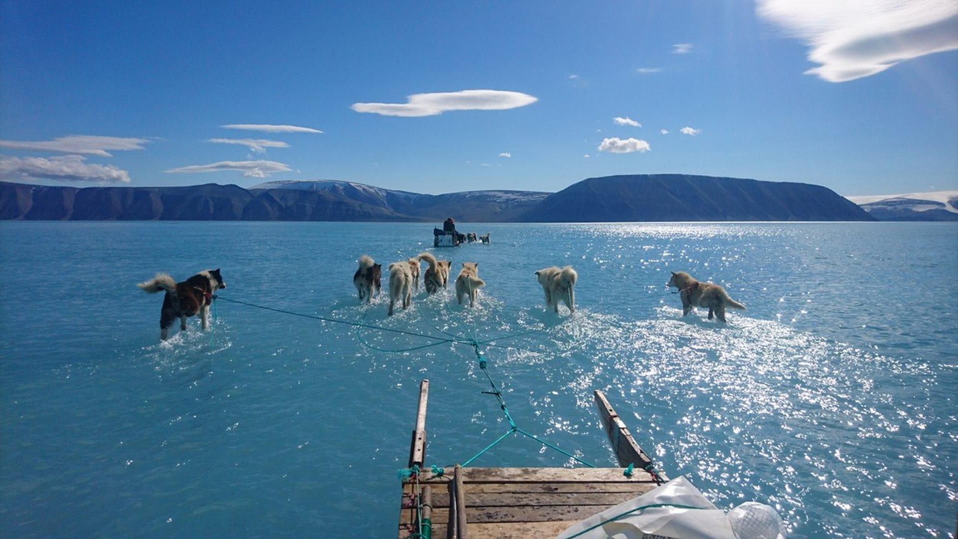 Psi se v Grónsku brodí vodou, místo aby táhli saně po ledu