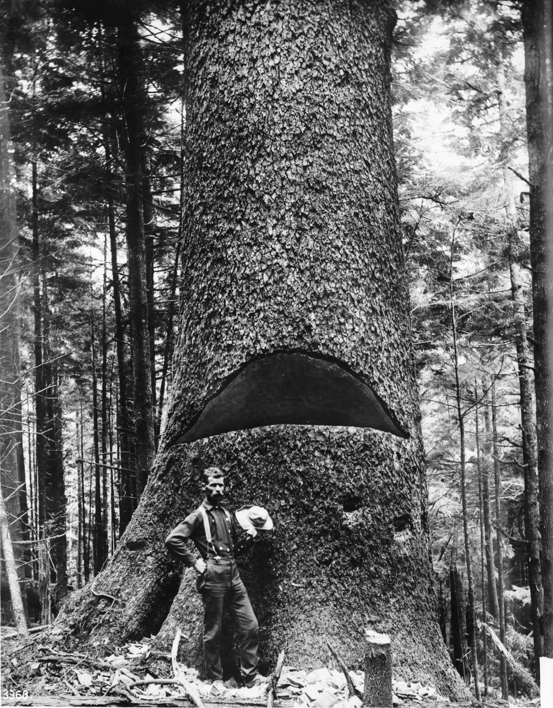 Dřevorubec z roku 1900