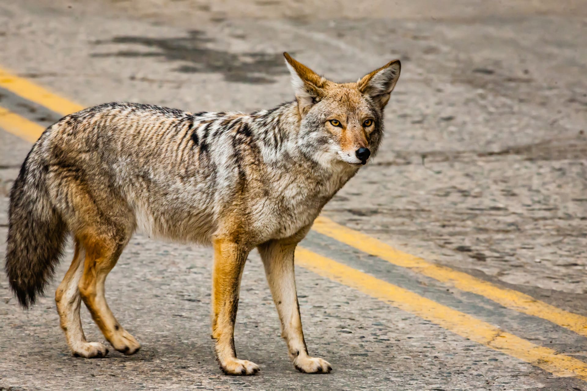 Kojoti nemají status majestátního zvířete jako vlci
