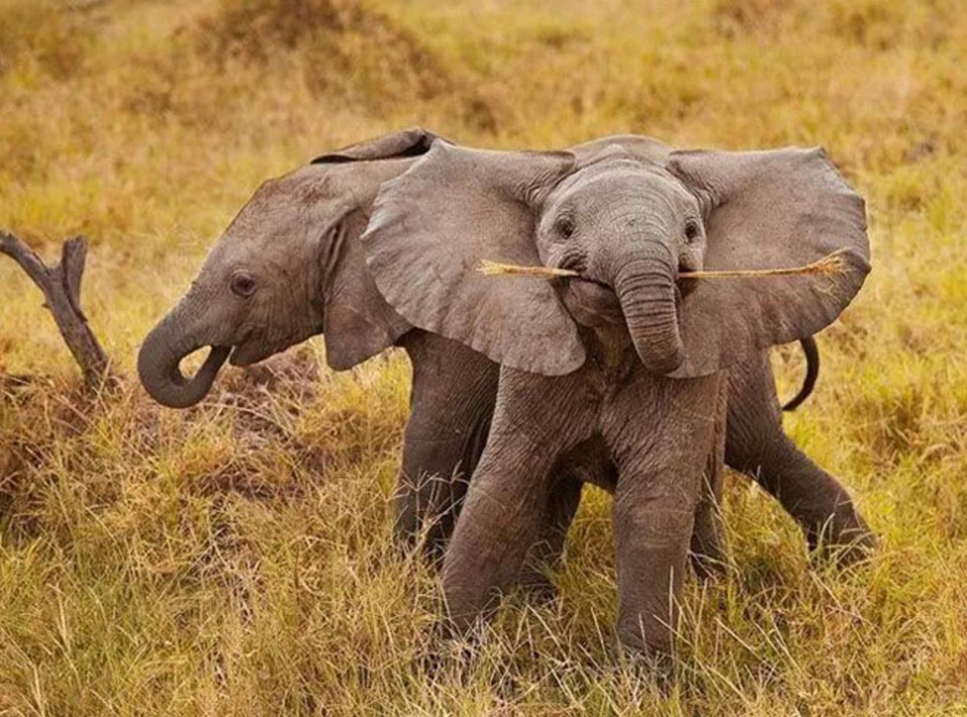 Chytré mládě slona