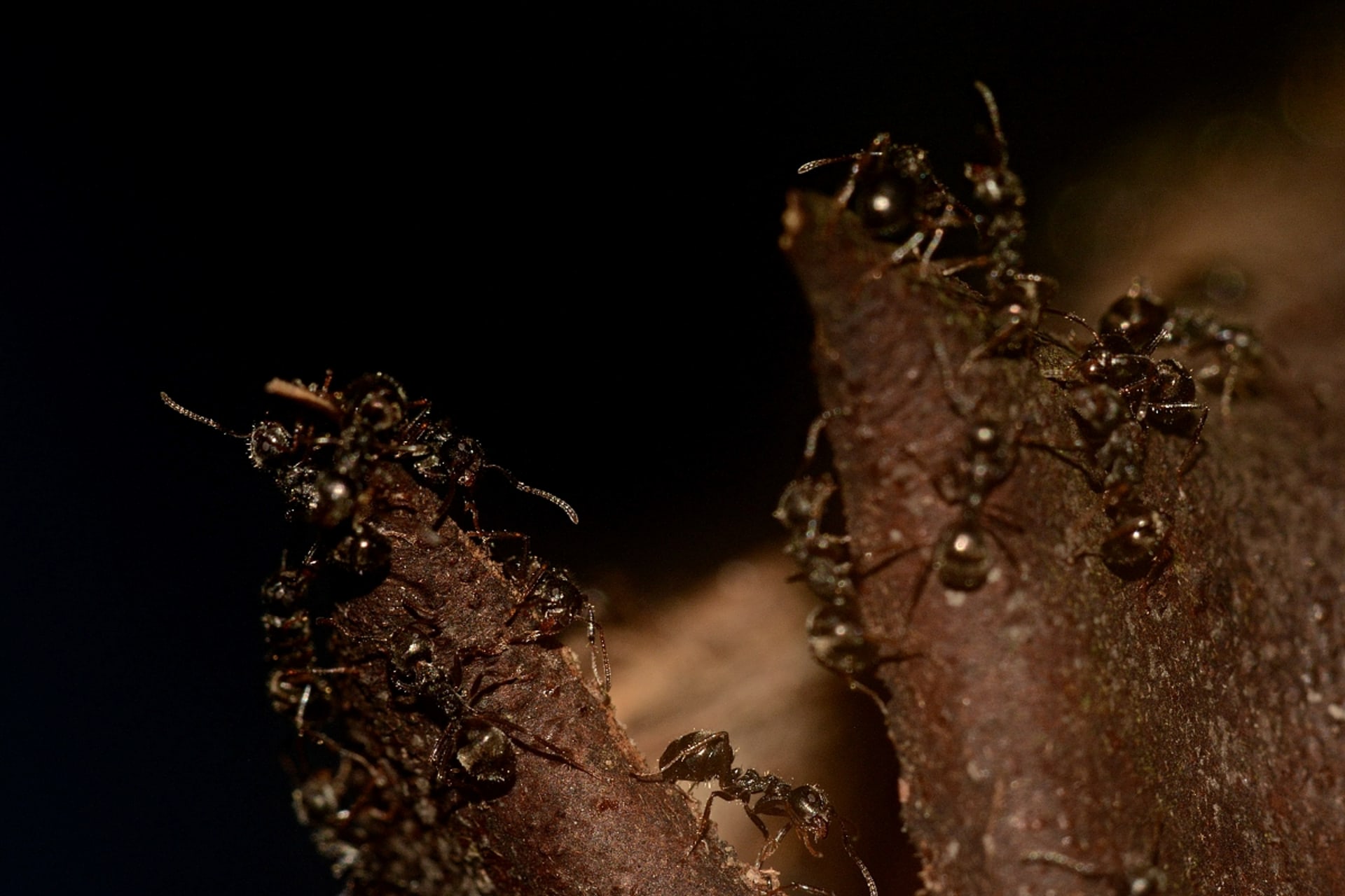Mravenci v malajském pralese