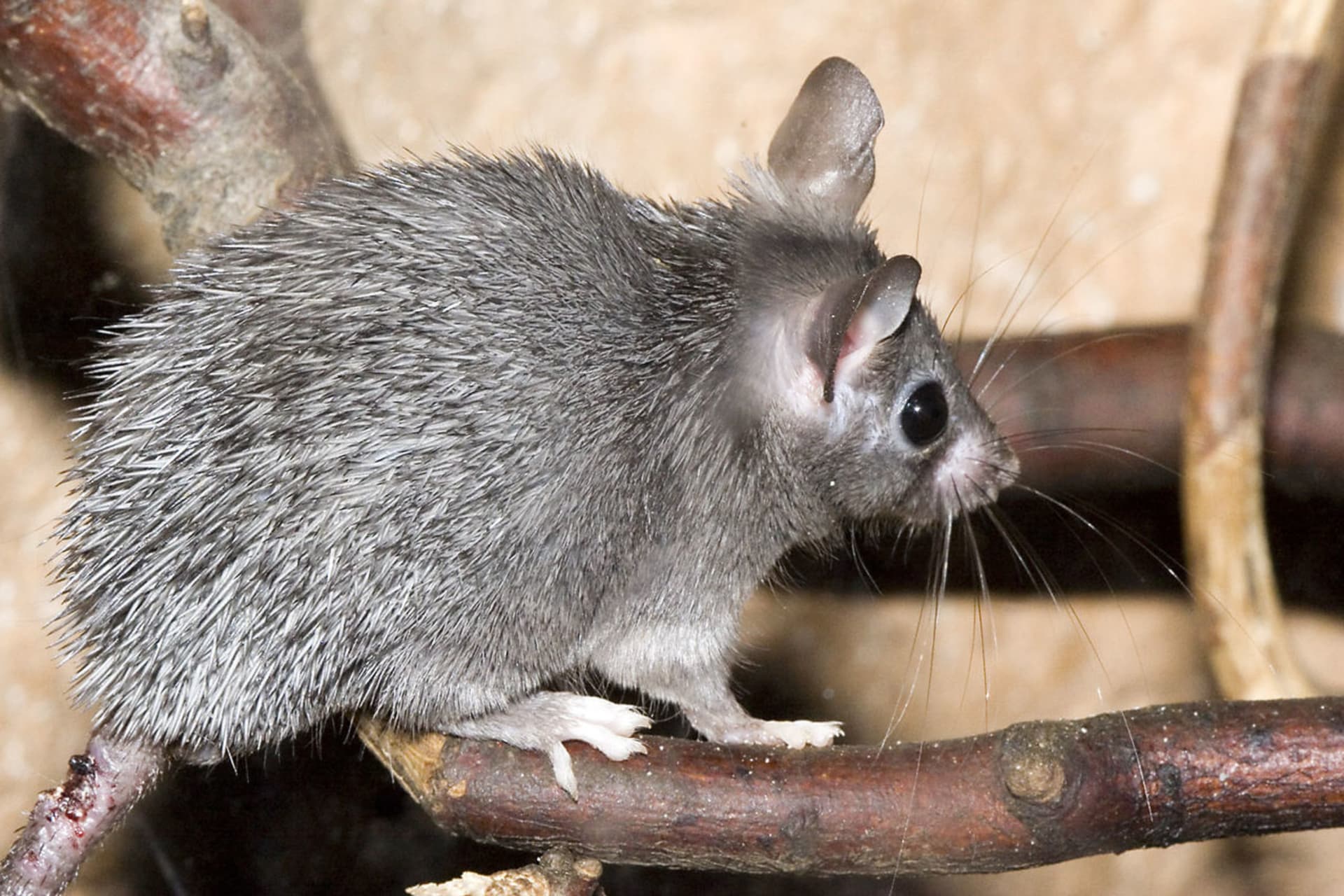 Myš bodlinatá tmavá (Acomys cahirinus cahirinus)