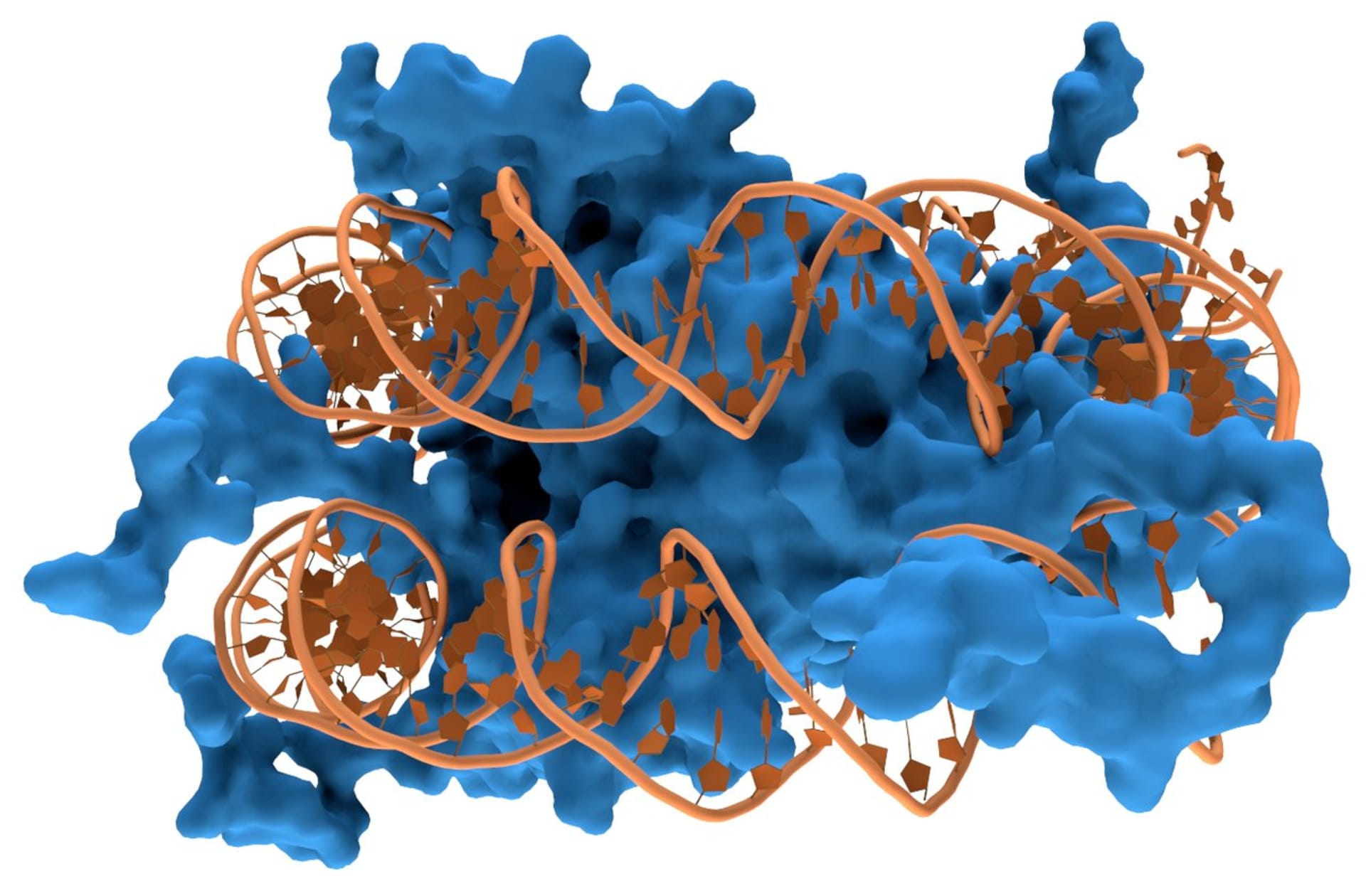 dvoušroubovice DNA v interakci s histony
