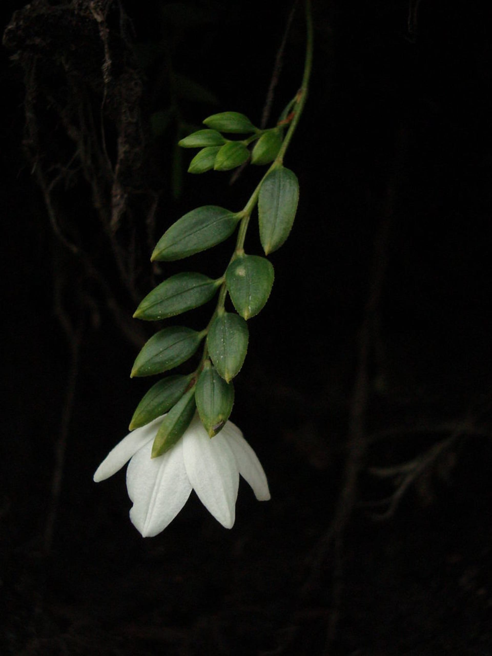 Luzuriaga marginata - rostlina, kterou Solander s Banksem obdivovali