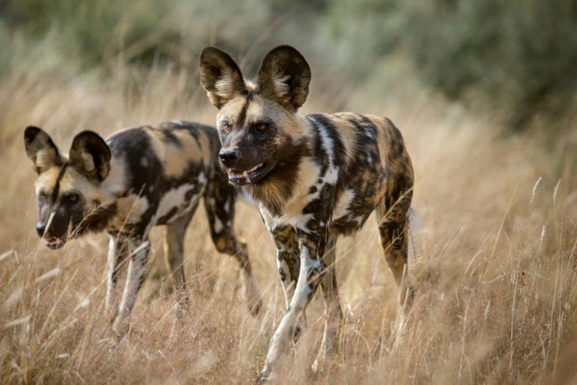 Lov - psi hyenoví v Zambii