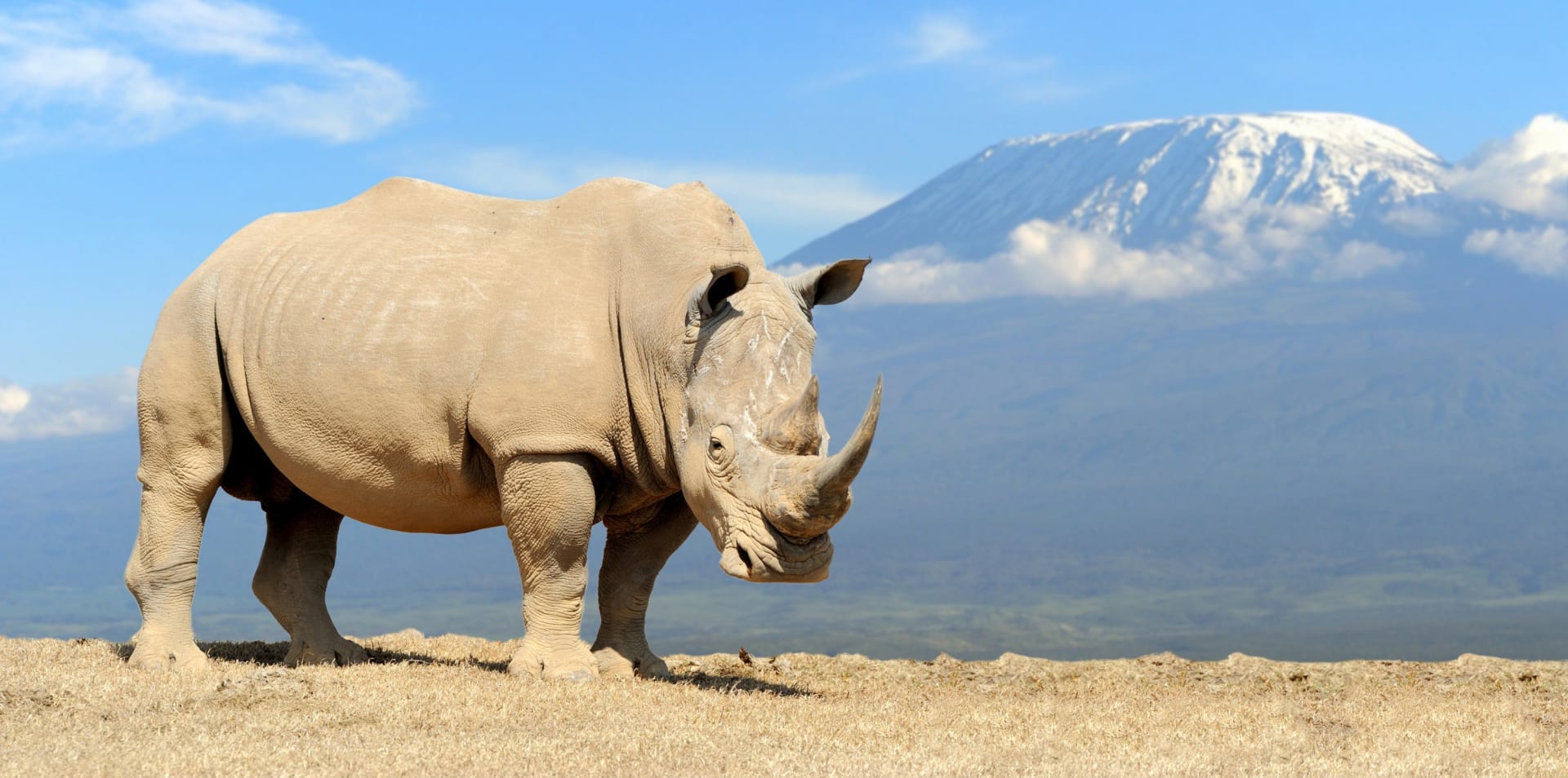 Černý nosorožec_v pozadí Kilimanjaro