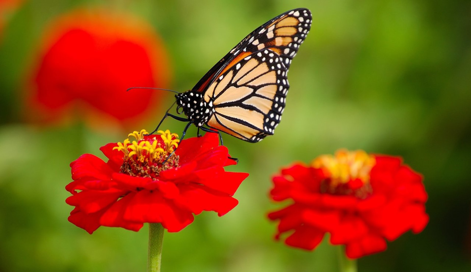 Monarcha stěhovavý na květině