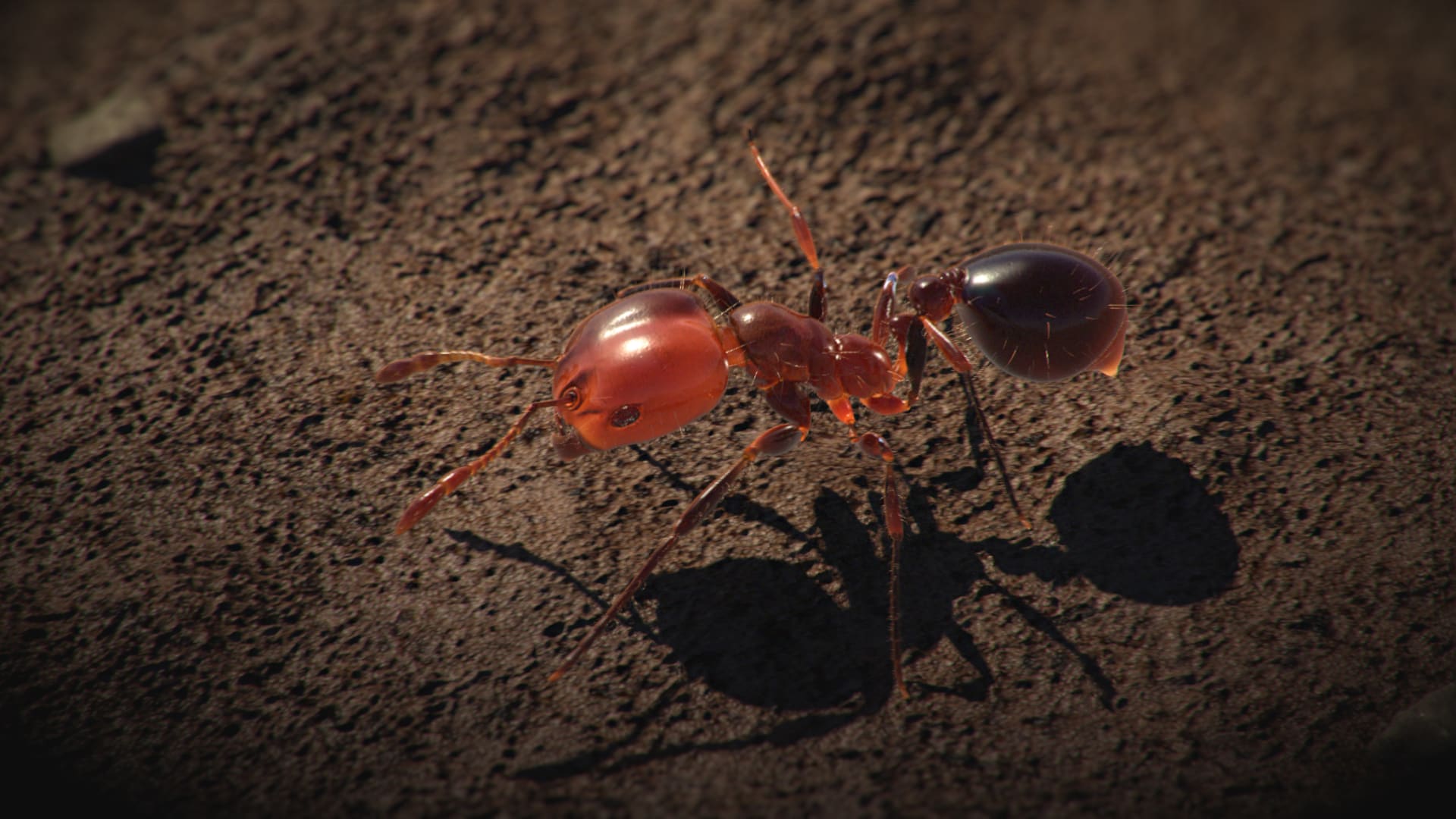 Osamocený ohnivý mravenec neznamená nic. Síla tohoto dobyvatele spočívá ve spojení tisíců spolupracujících jedinců.
