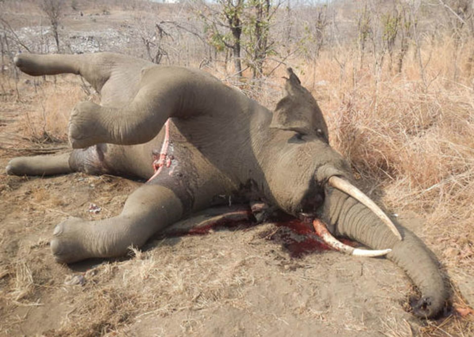 Další upytlačený slon v Zimbabwe