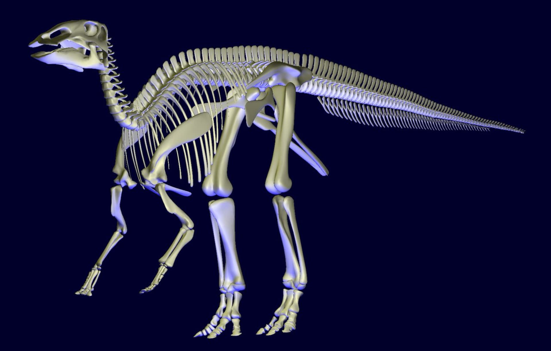 Kostra hadrosaura