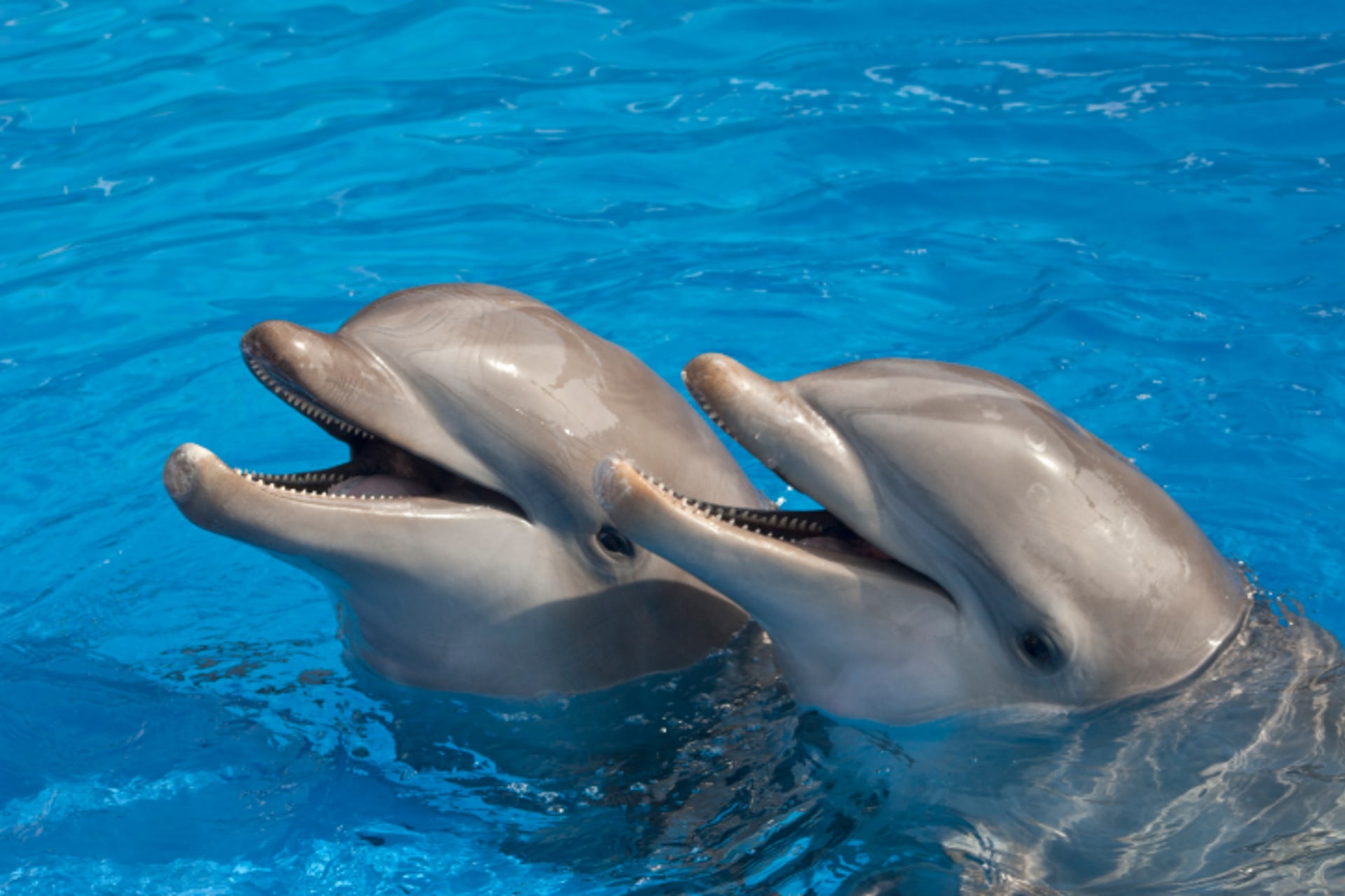 Usměvaví delfíni
