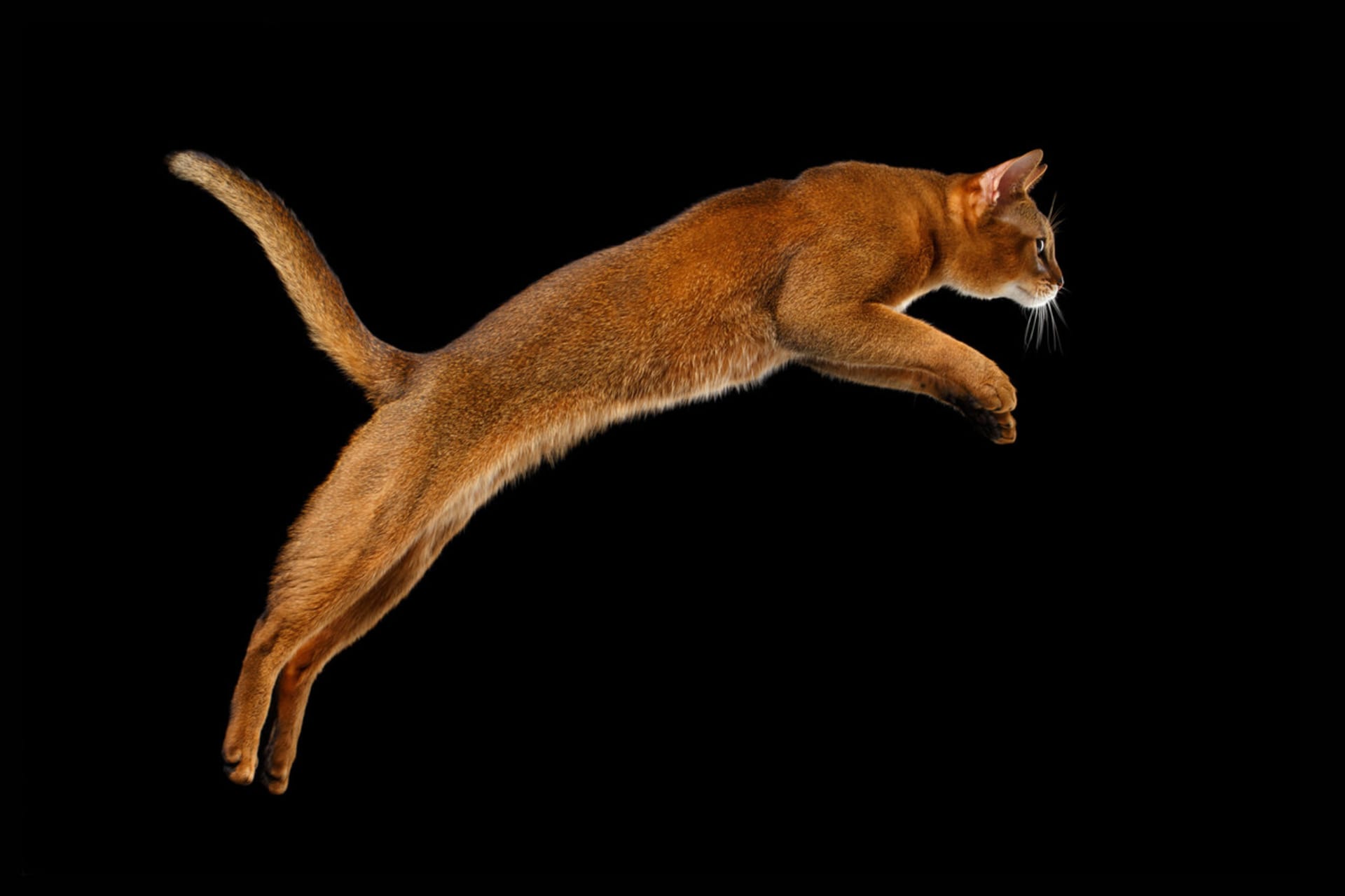 Kočka ve výskoku