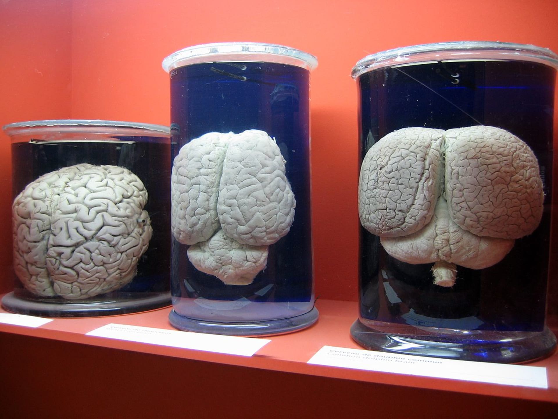 mozek člověka - nosorožce a delfína