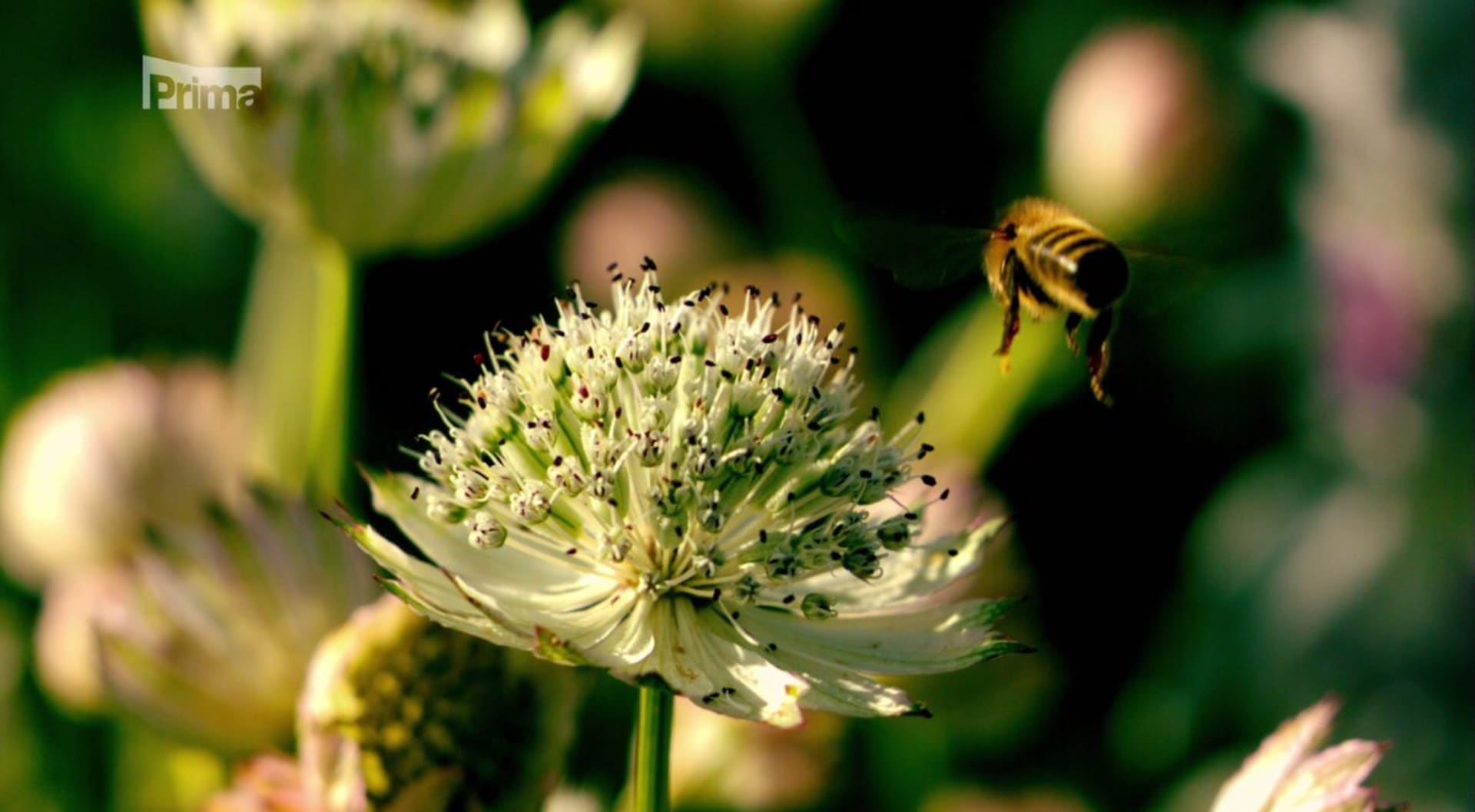 Kvůli půl kilogramu medu včely nalétají 80 000 kilometrů