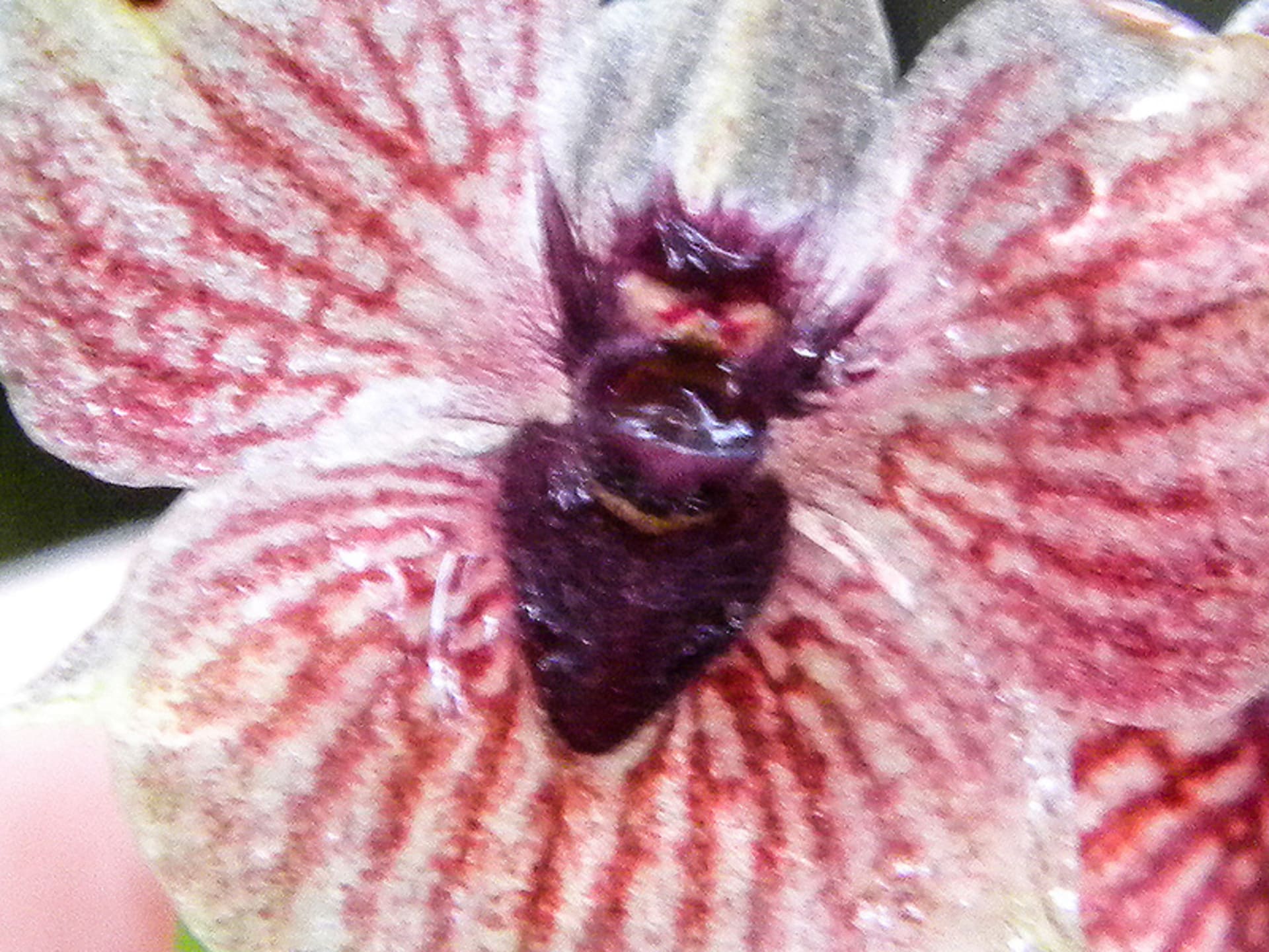 Orchidej Telipogon diabolicus