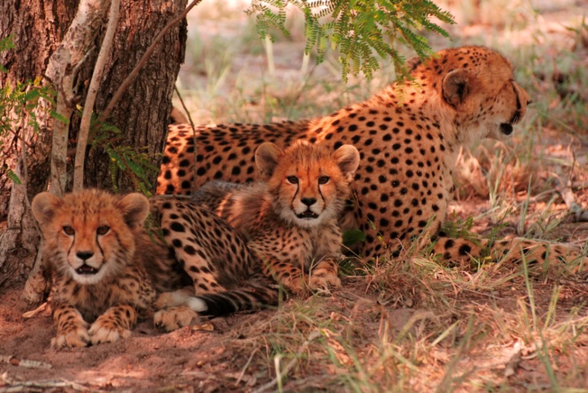 Gepard: Boj o trůn
