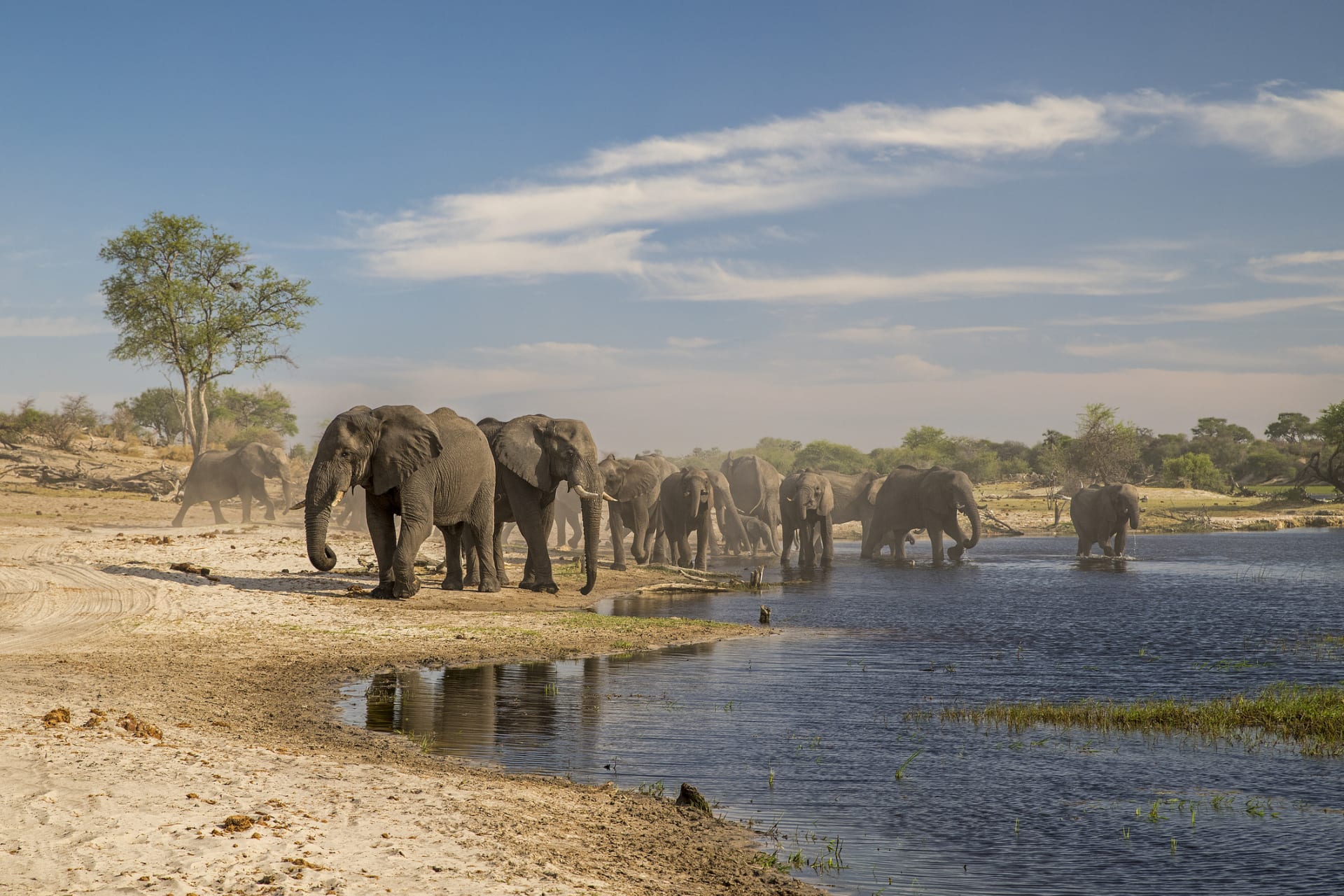 Sloni afričtí v Botswaně 1